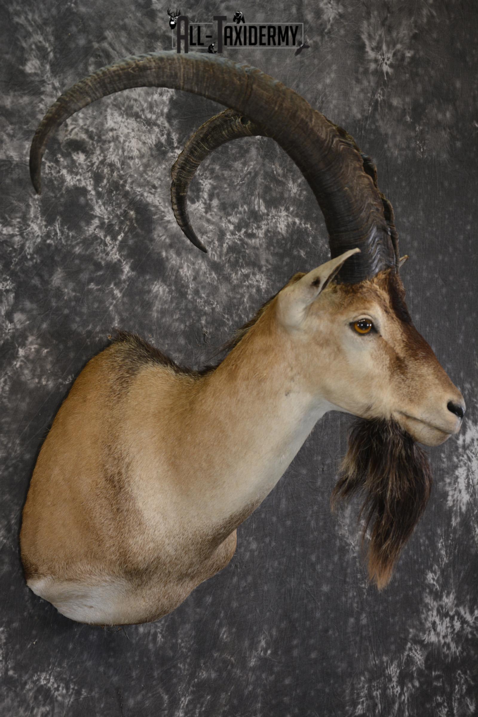 Persian Ibex taxidermy shoulder mount for sale SKU 2001 - Image 6