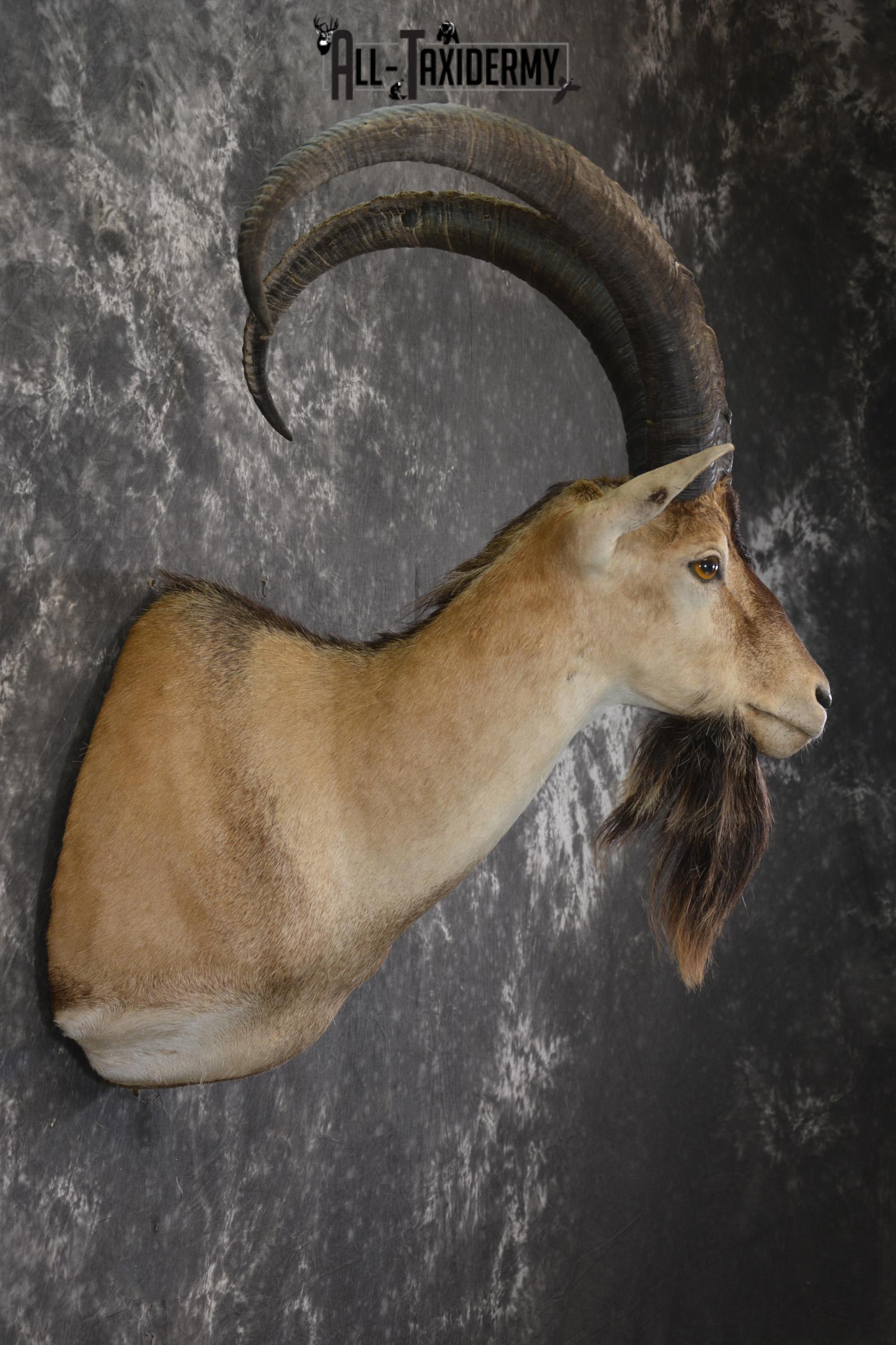 Persian Ibex taxidermy shoulder mount for sale SKU 2001 - Image 5