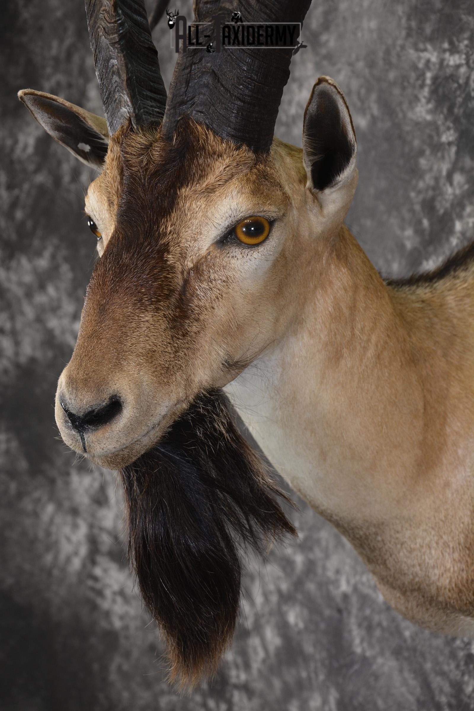 Persian Ibex taxidermy shoulder mount for sale SKU 2001 - Image 3