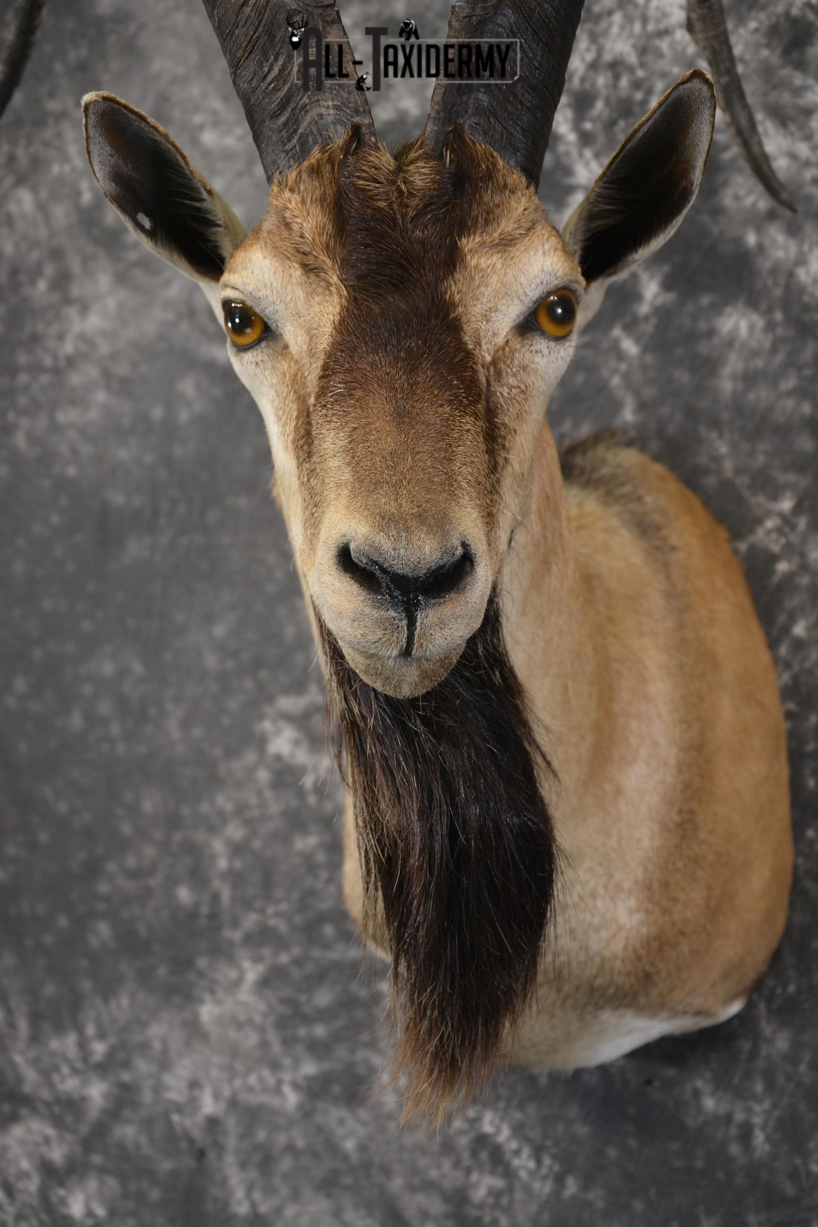 Persian Ibex taxidermy shoulder mount for sale SKU 2001 - Image 2