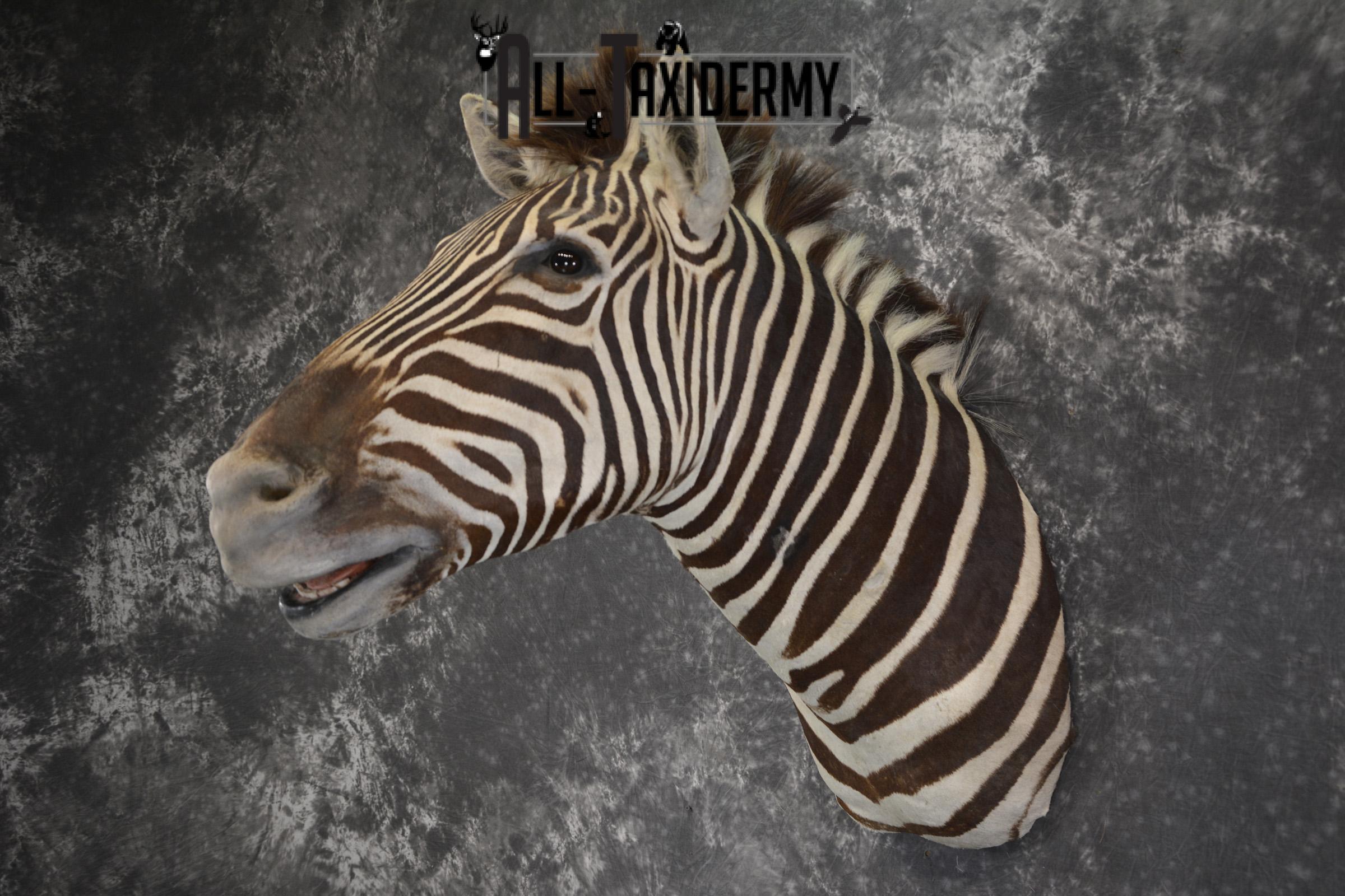 African Zebra taxidermy shoulder mount for sale SKU 1972 - Image 10