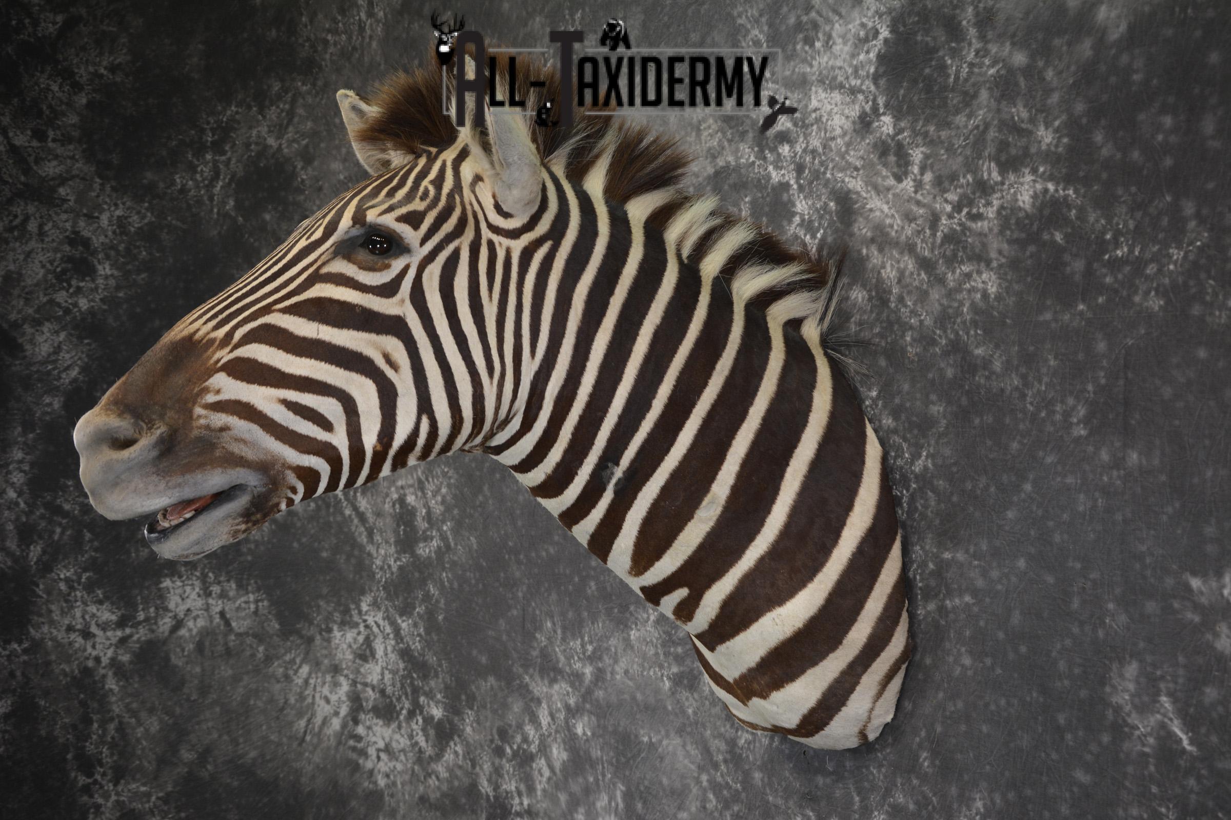 African Zebra taxidermy shoulder mount for sale SKU 1972 - Image 9