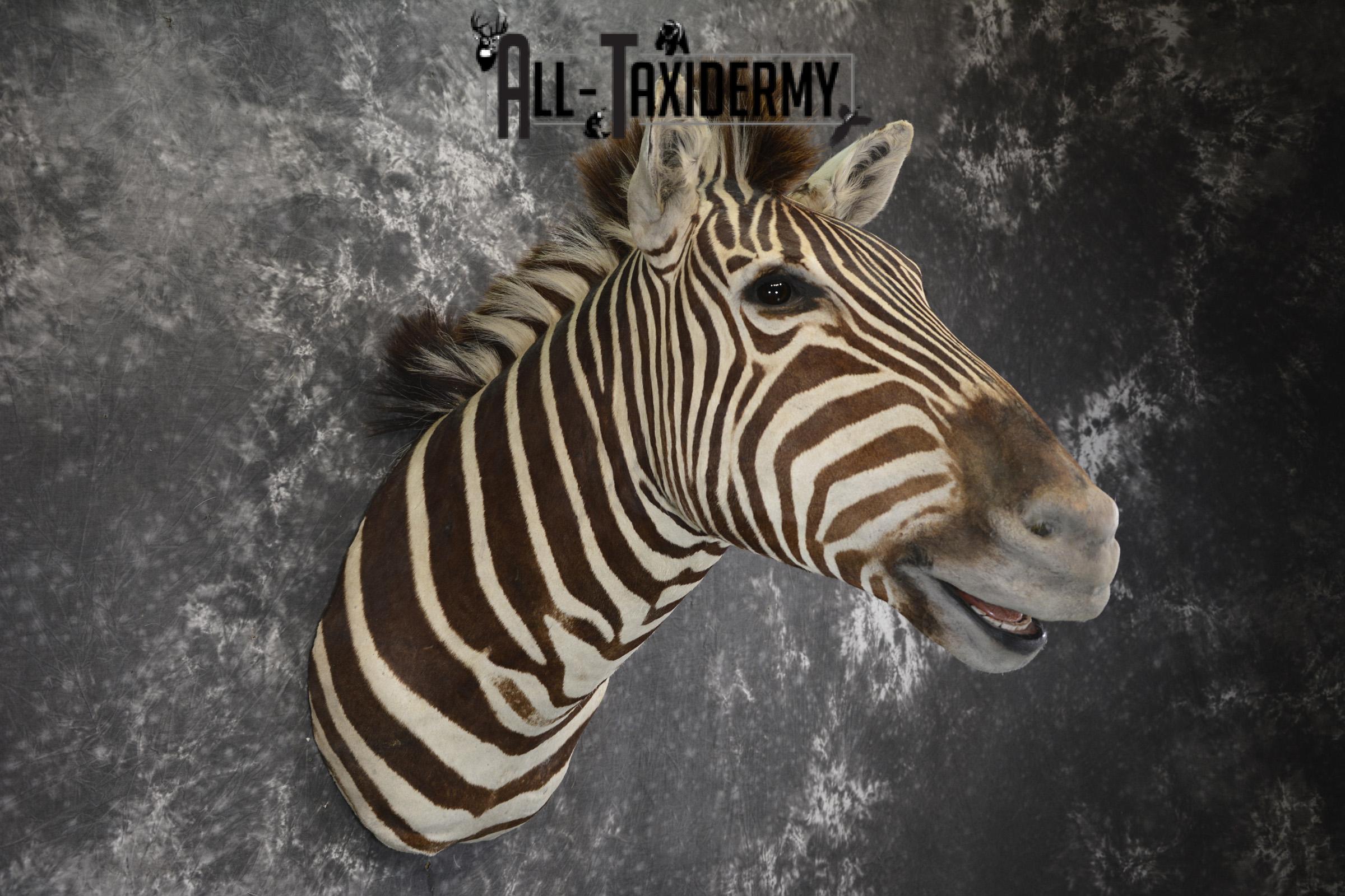 African Zebra taxidermy shoulder mount for sale SKU 1972 - Image 8