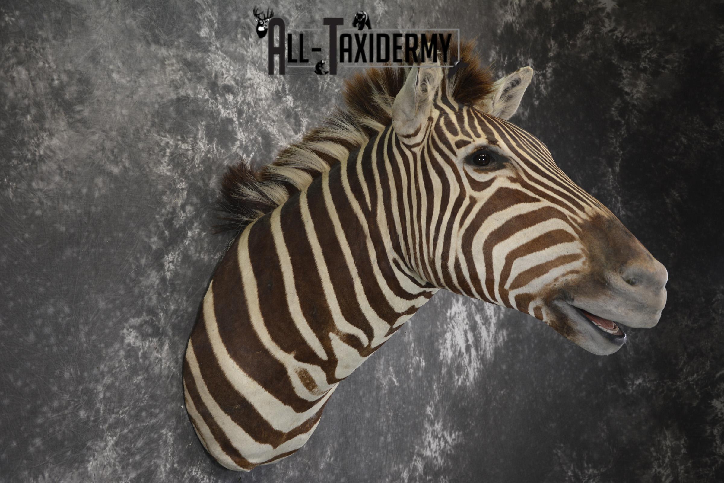 African Zebra taxidermy shoulder mount for sale SKU 1972 - Image 7