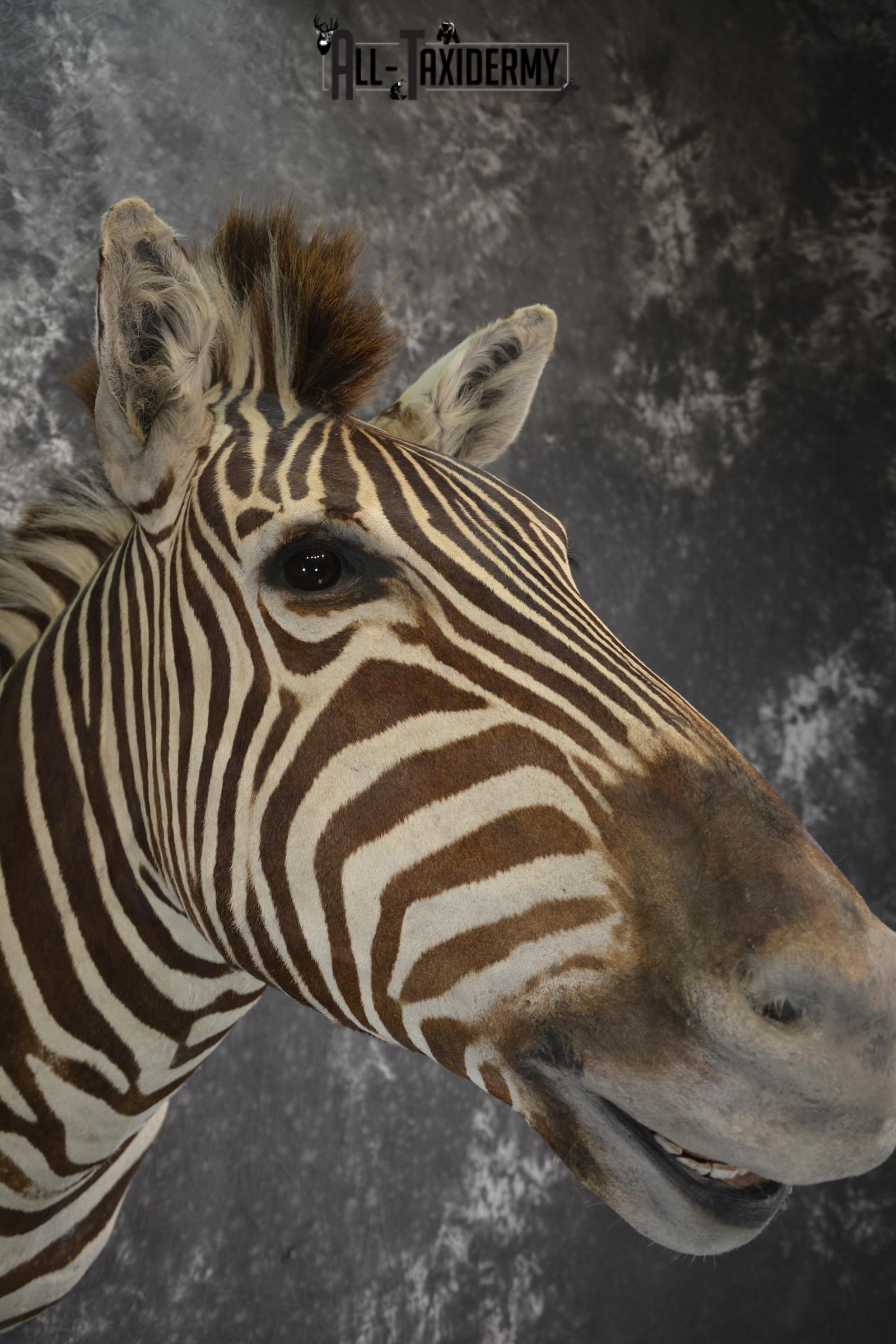 African Zebra taxidermy shoulder mount for sale SKU 1972 - Image 6