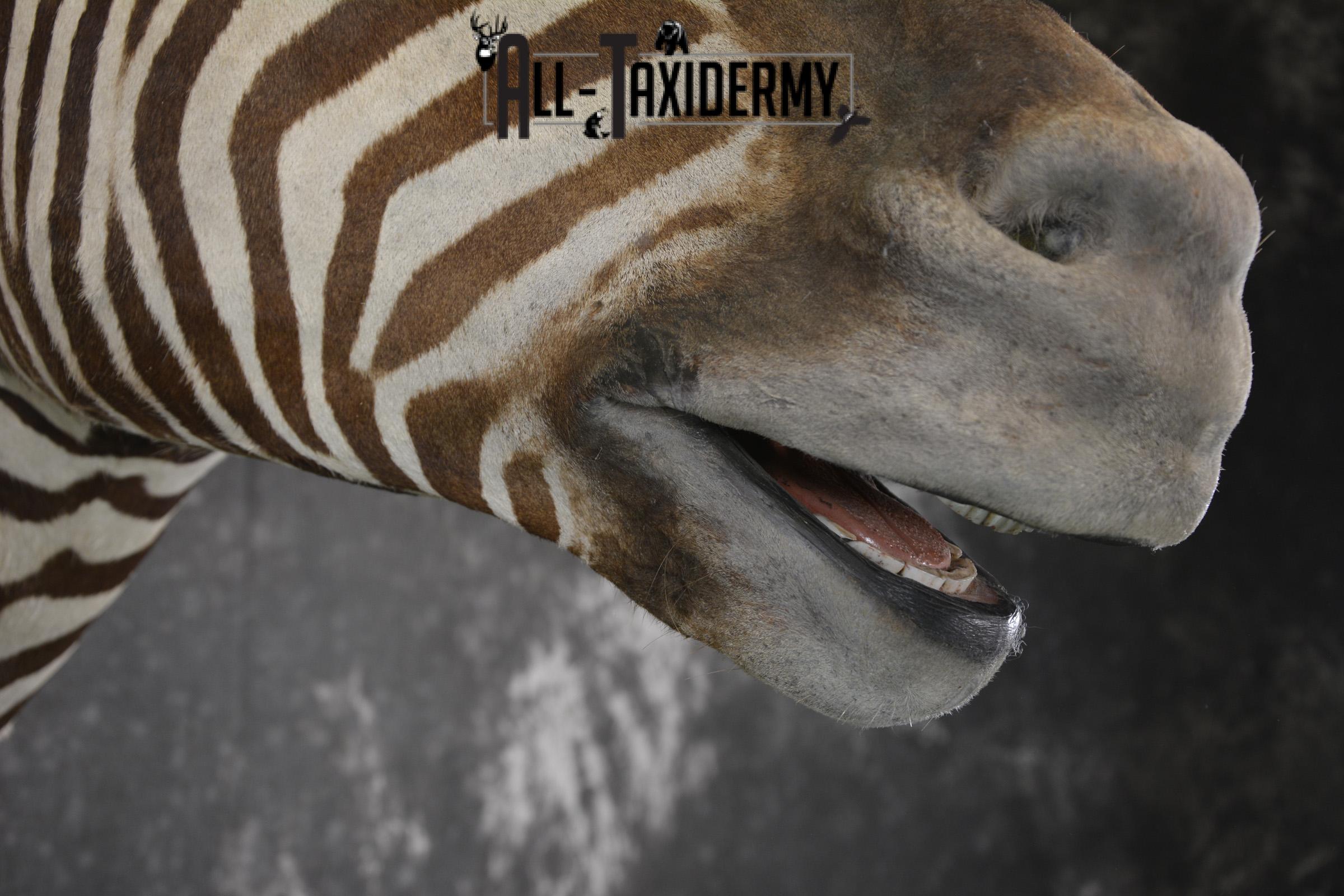 African Zebra taxidermy shoulder mount for sale SKU 1972 - Image 5