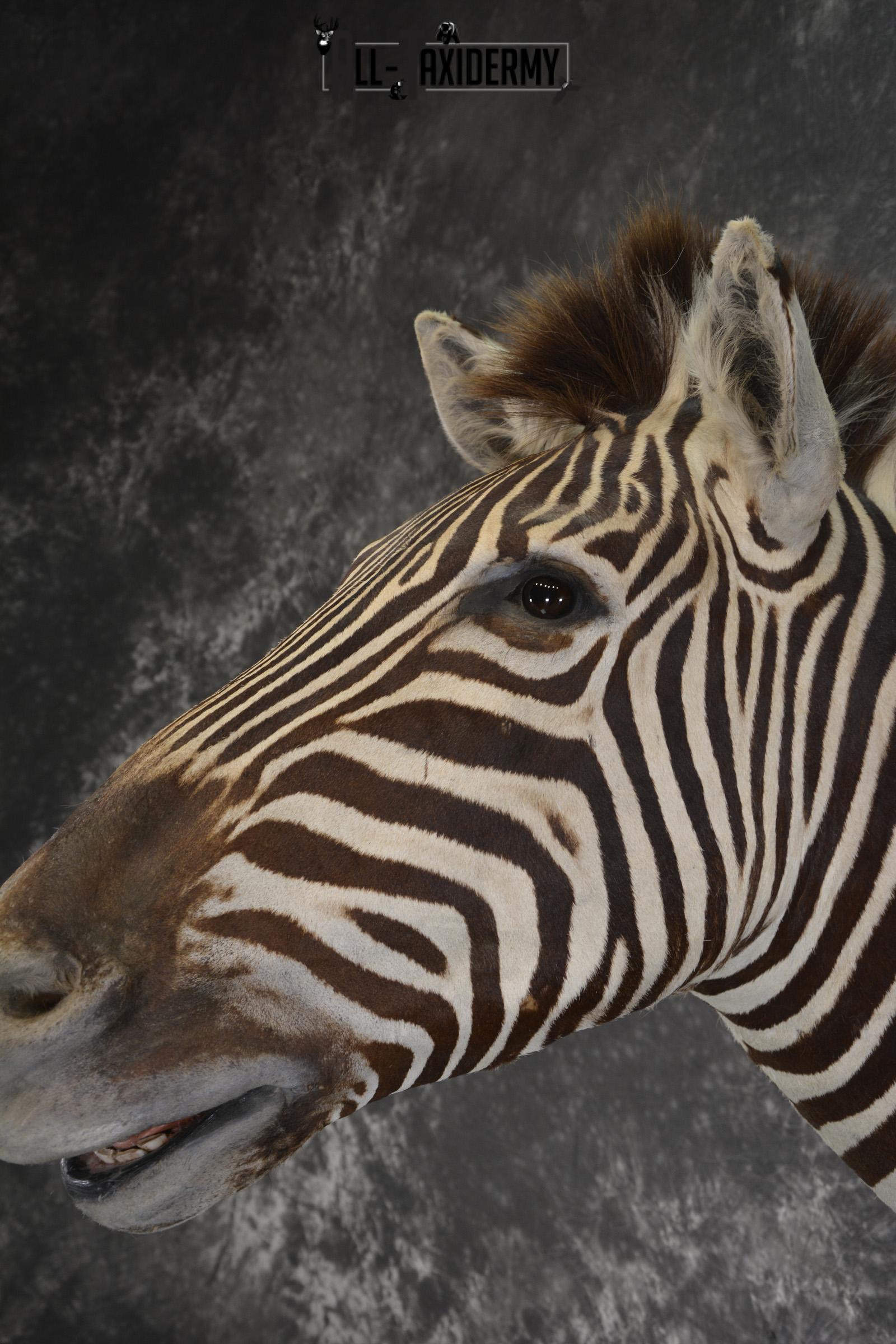 African Zebra taxidermy shoulder mount for sale SKU 1972 - Image 4