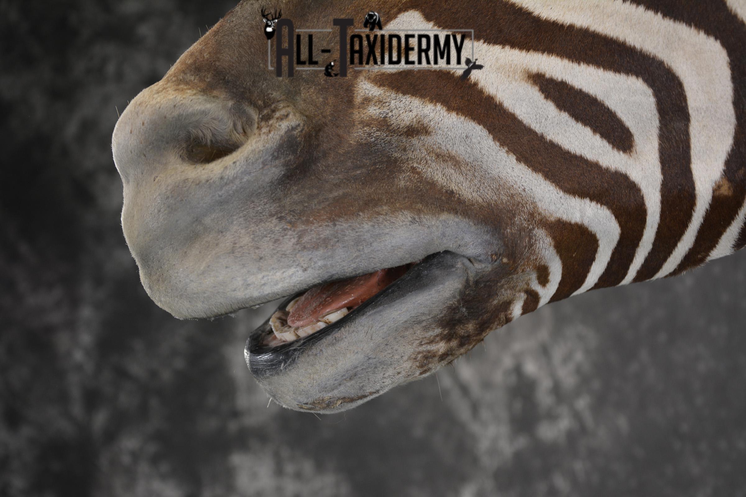 African Zebra taxidermy shoulder mount for sale SKU 1972 - Image 3