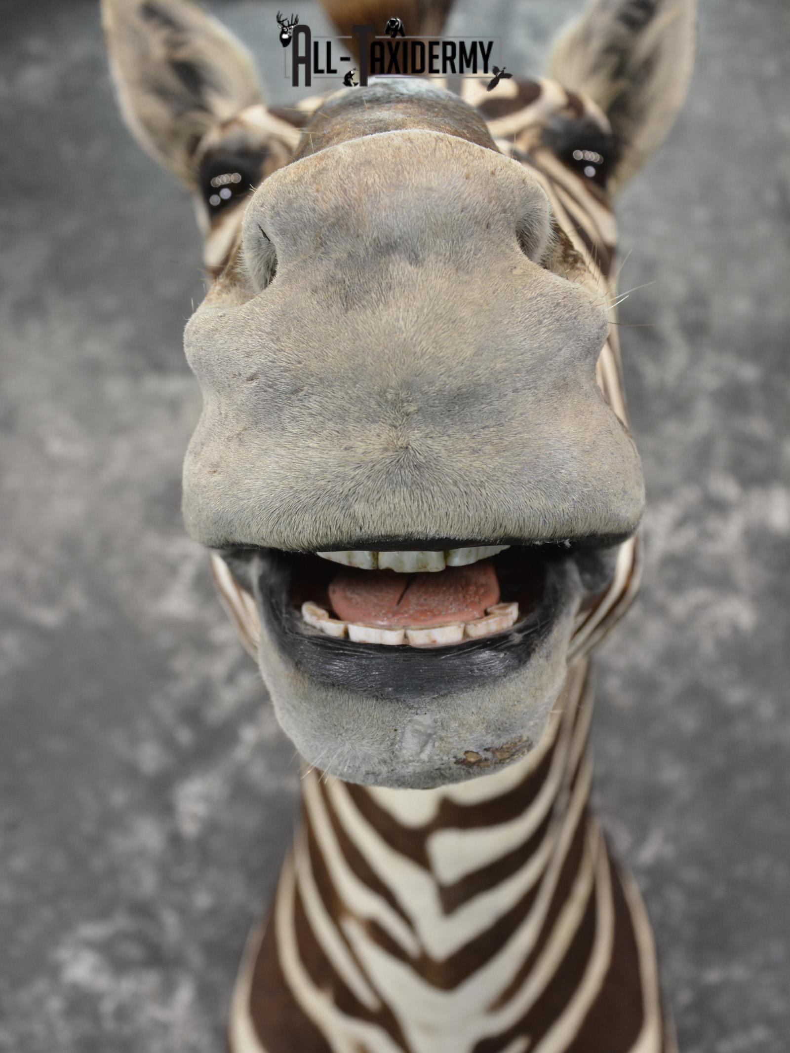 African Zebra taxidermy shoulder mount for sale SKU 1972 - Image 2