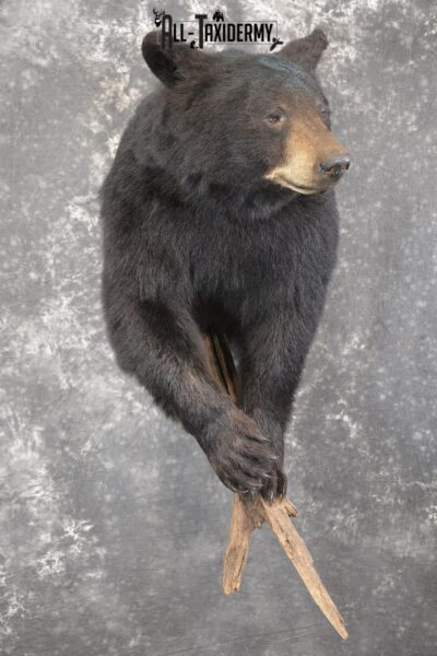 1/2 Black bear taxidermy mount for sale SKU 1998