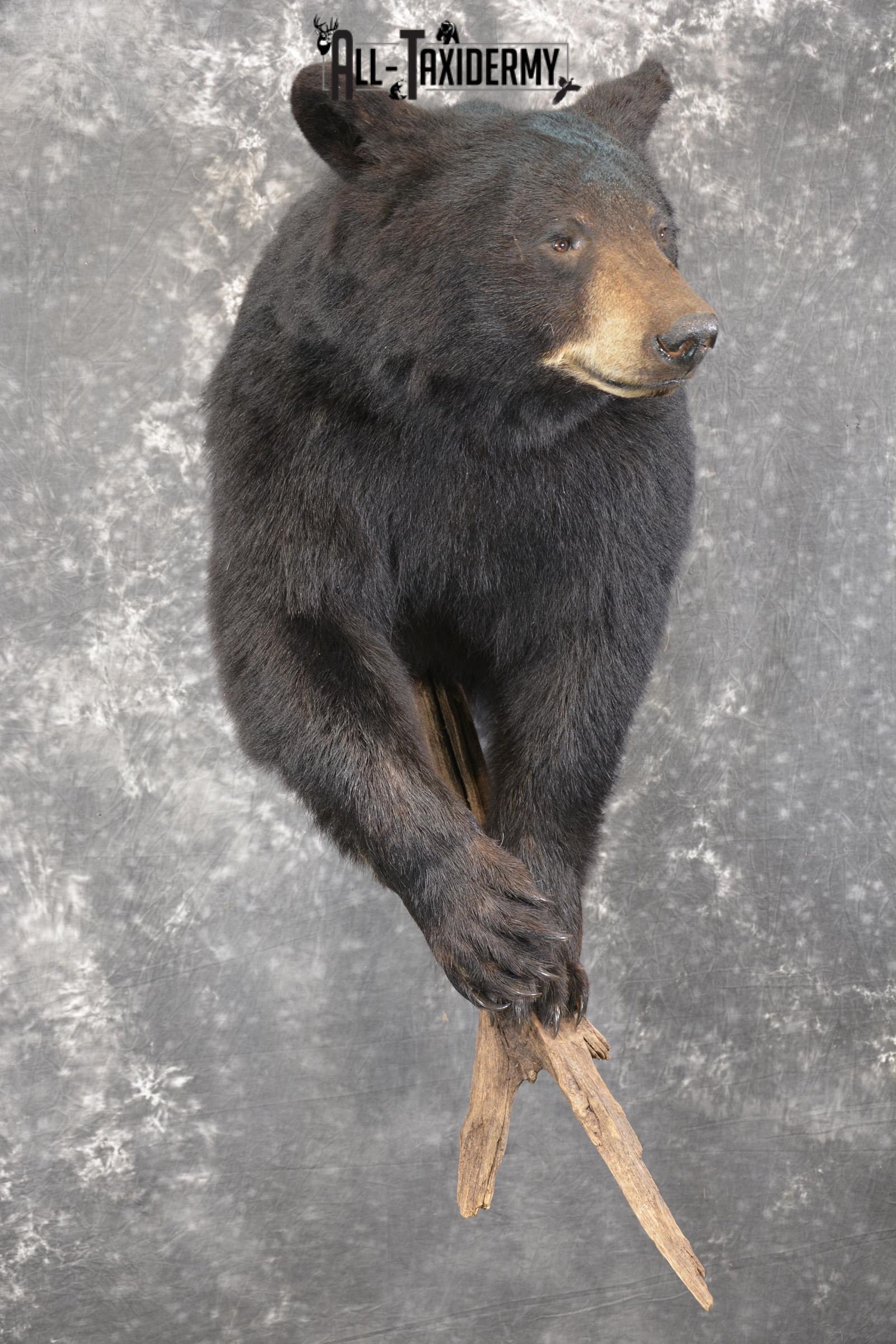1/2 Black bear taxidermy mount for sale SKU 1998