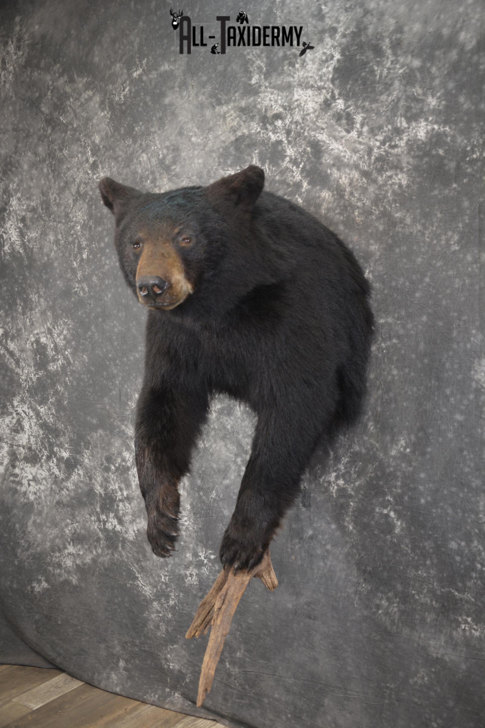 1/2 Black bear taxidermy mount for sale SKU 1998 - Image 9
