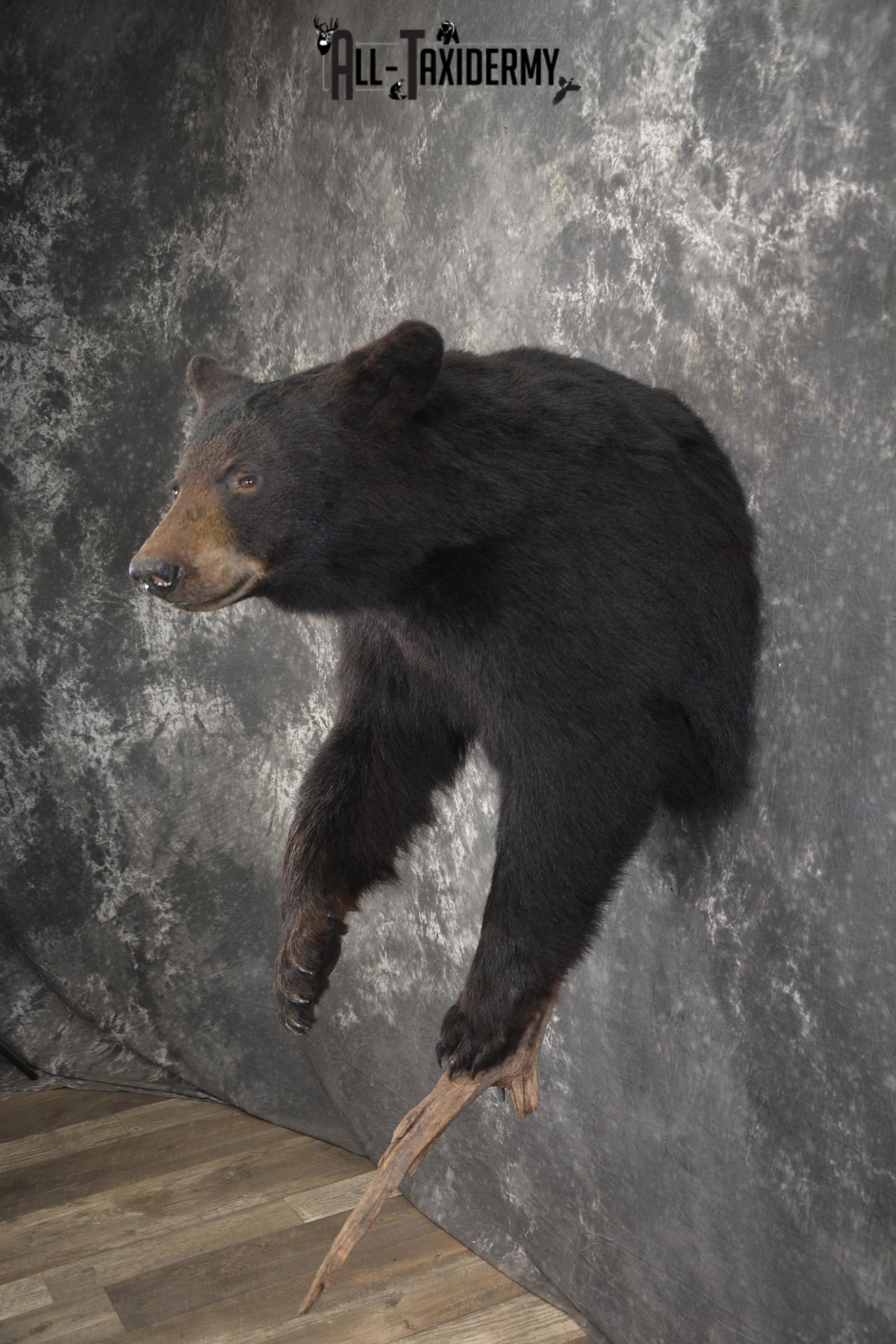 1/2 Black bear taxidermy mount for sale SKU 1998 - Image 8