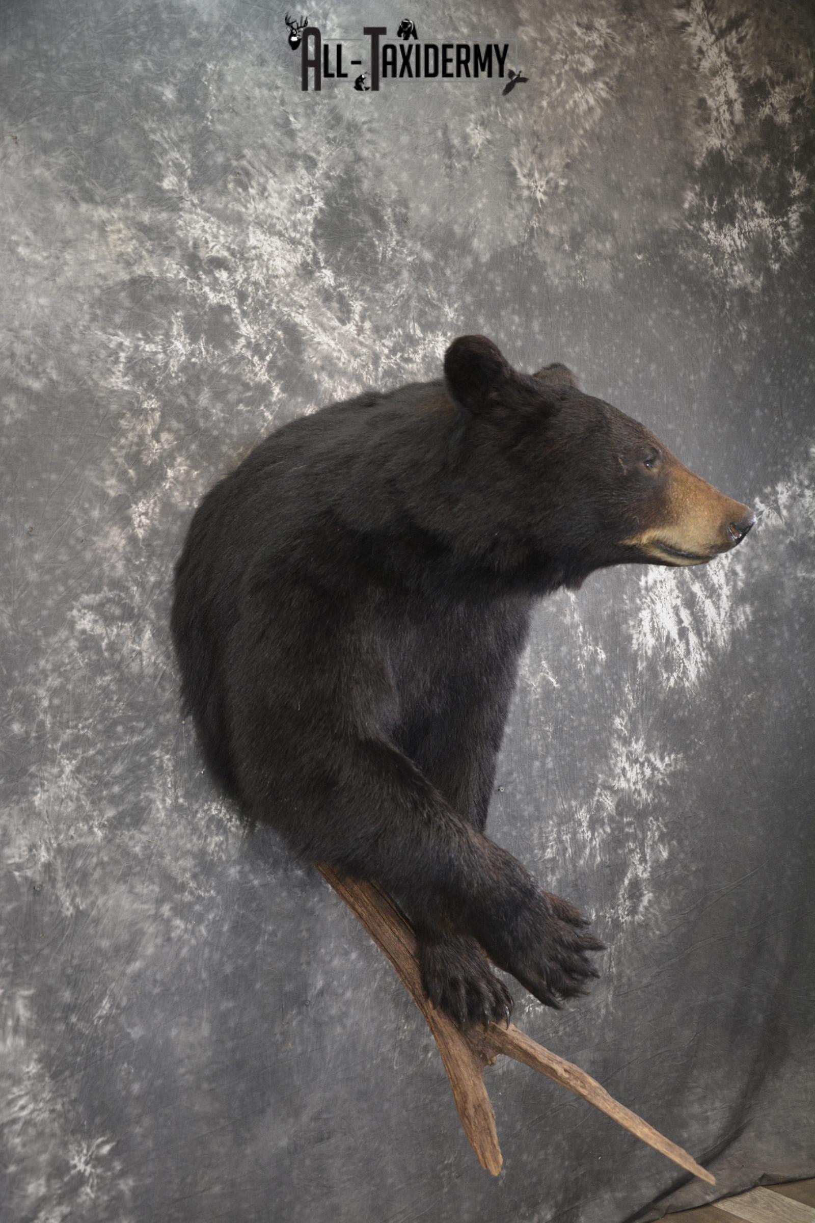 1/2 Black bear taxidermy mount for sale SKU 1998 - Image 7