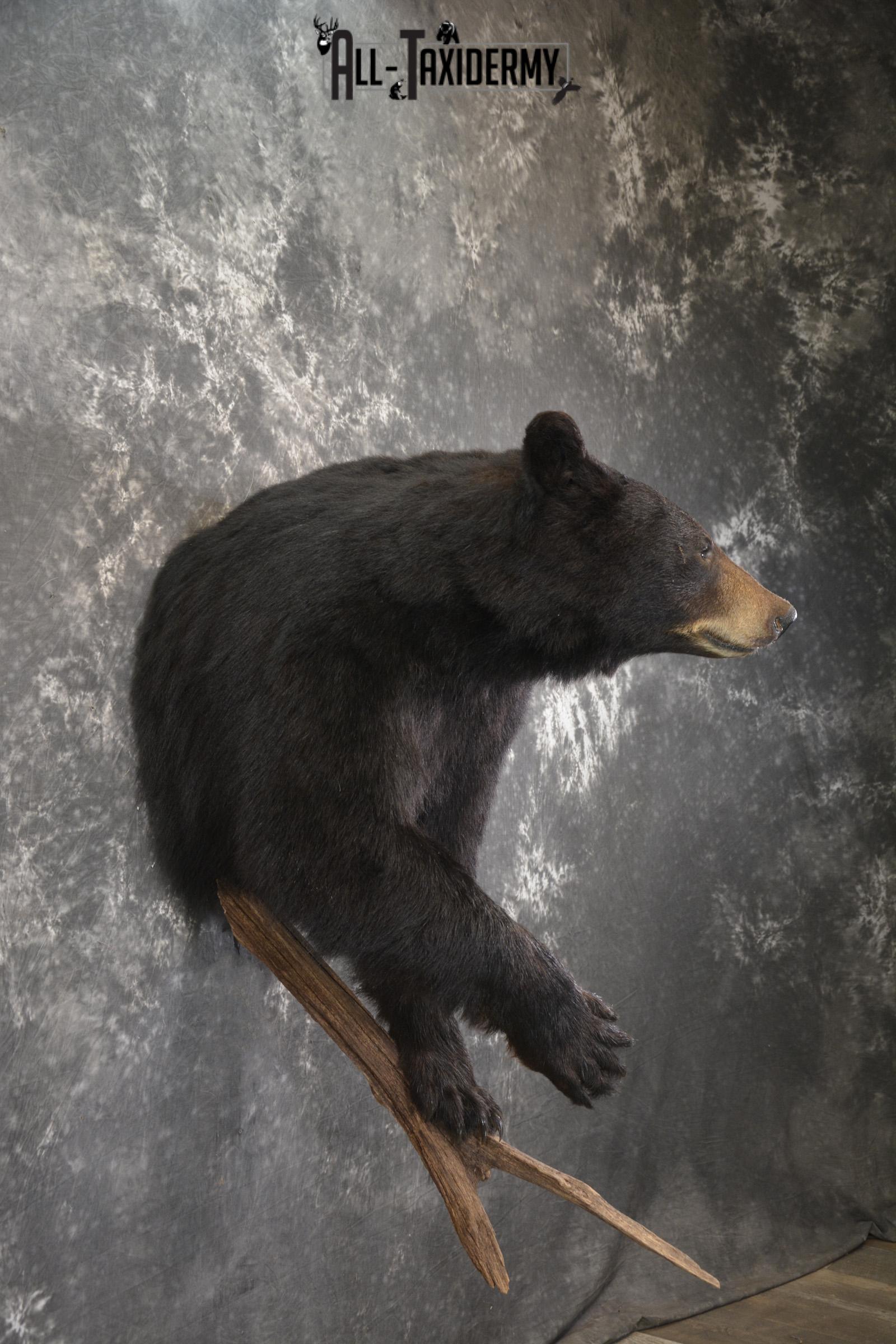1/2 Black bear taxidermy mount for sale SKU 1998 - Image 6