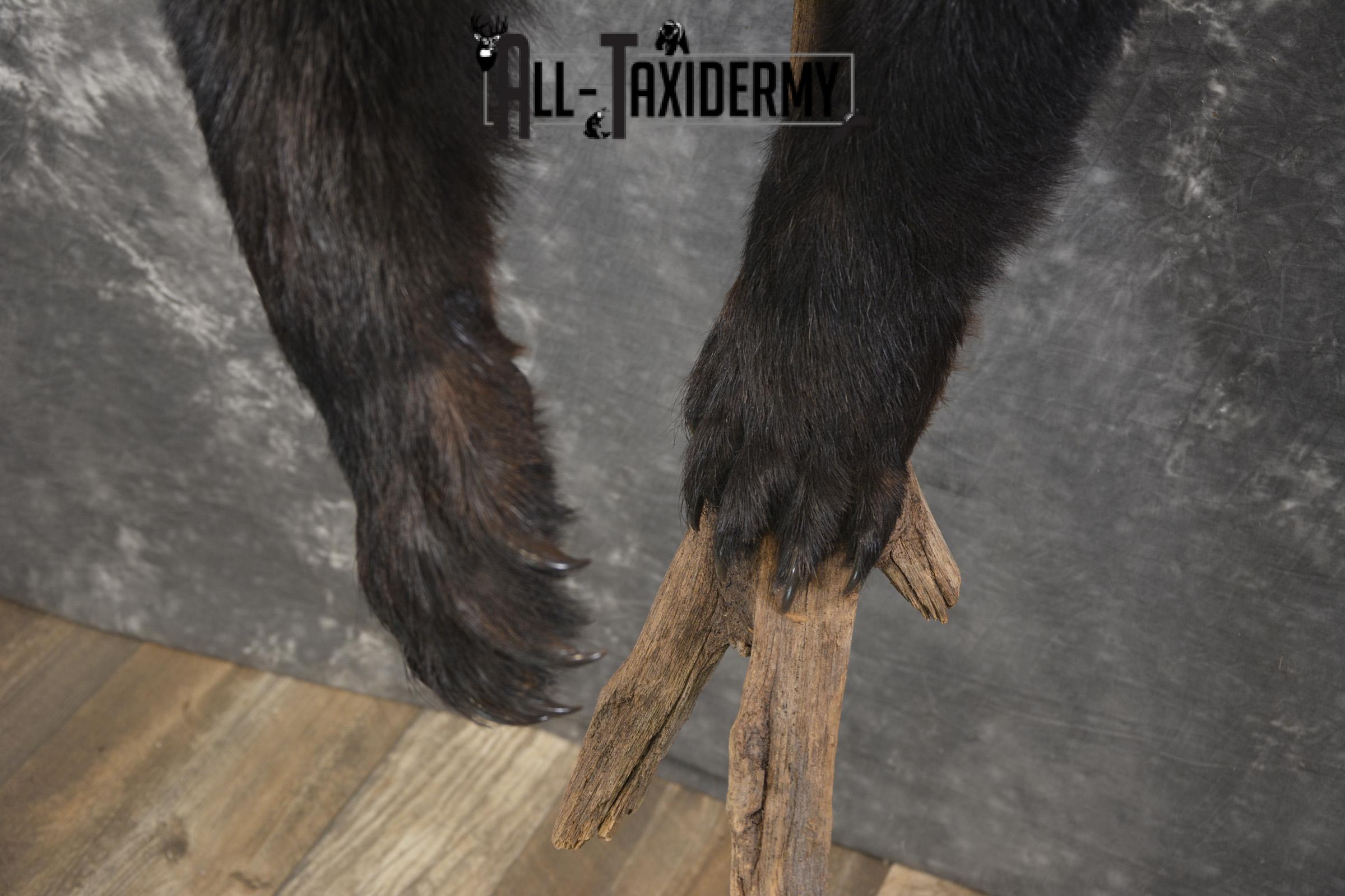 1/2 Black bear taxidermy mount for sale SKU 1998 - Image 5