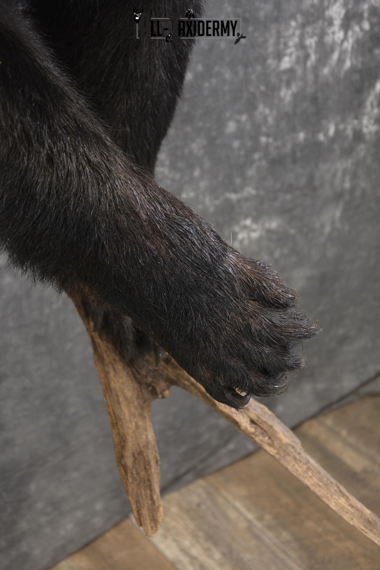 1/2 Black bear taxidermy mount for sale SKU 1998 - Image 4