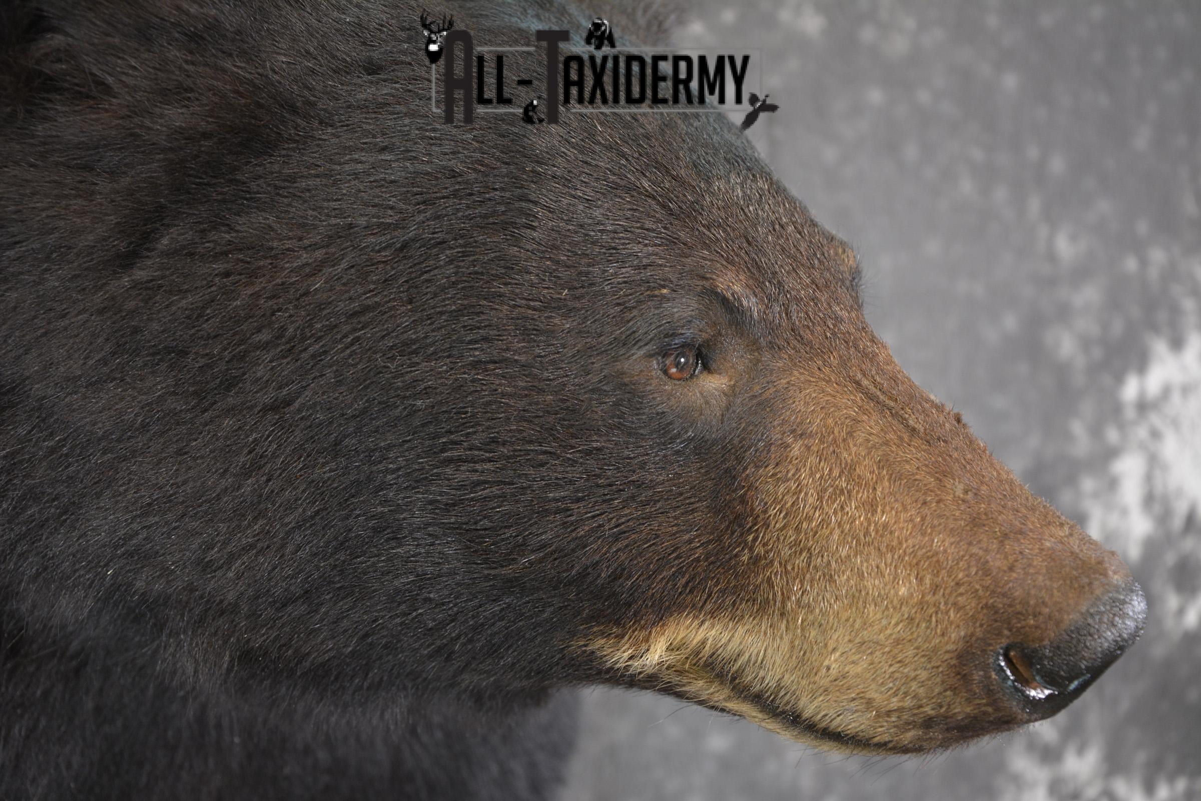 1/2 Black bear taxidermy mount for sale SKU 1998 - Image 3