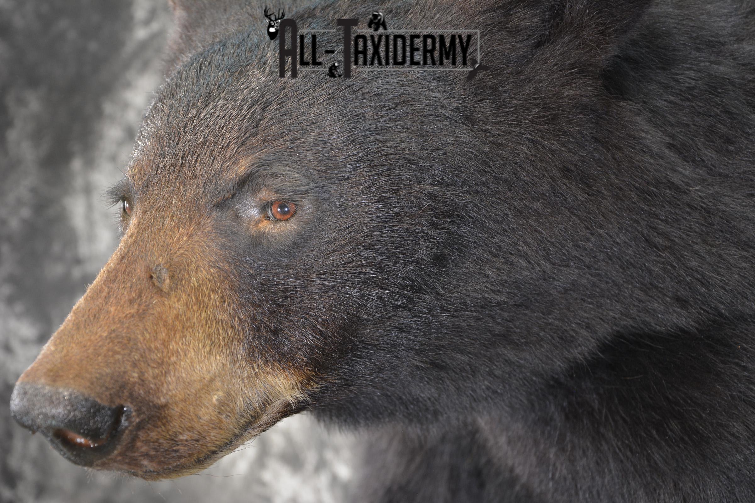 1/2 Black bear taxidermy mount for sale SKU 1998 - Image 2