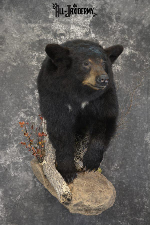 black bear life size mounts