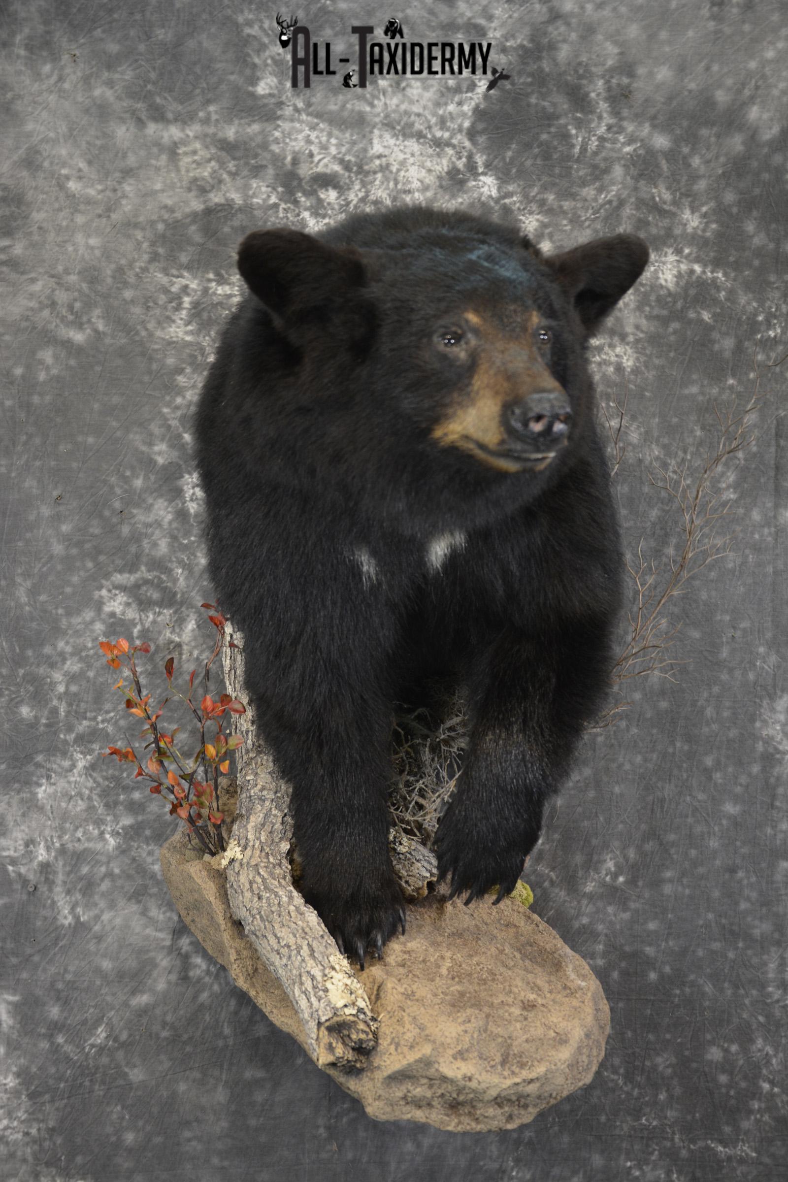 1/2 Body Black Bear taxidermy mount for sale SKU 1994