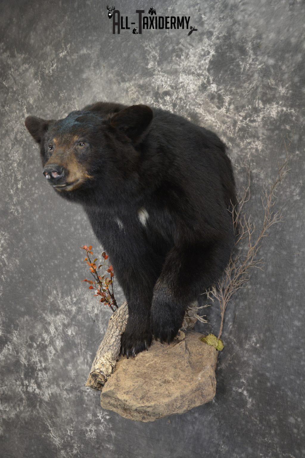 black bear taxidermy mounts