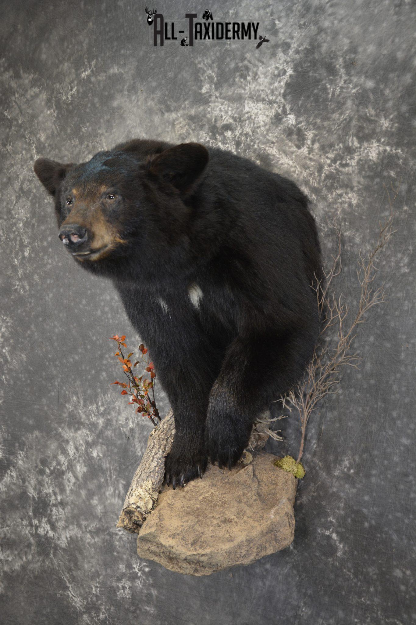 bear bones taxidermy