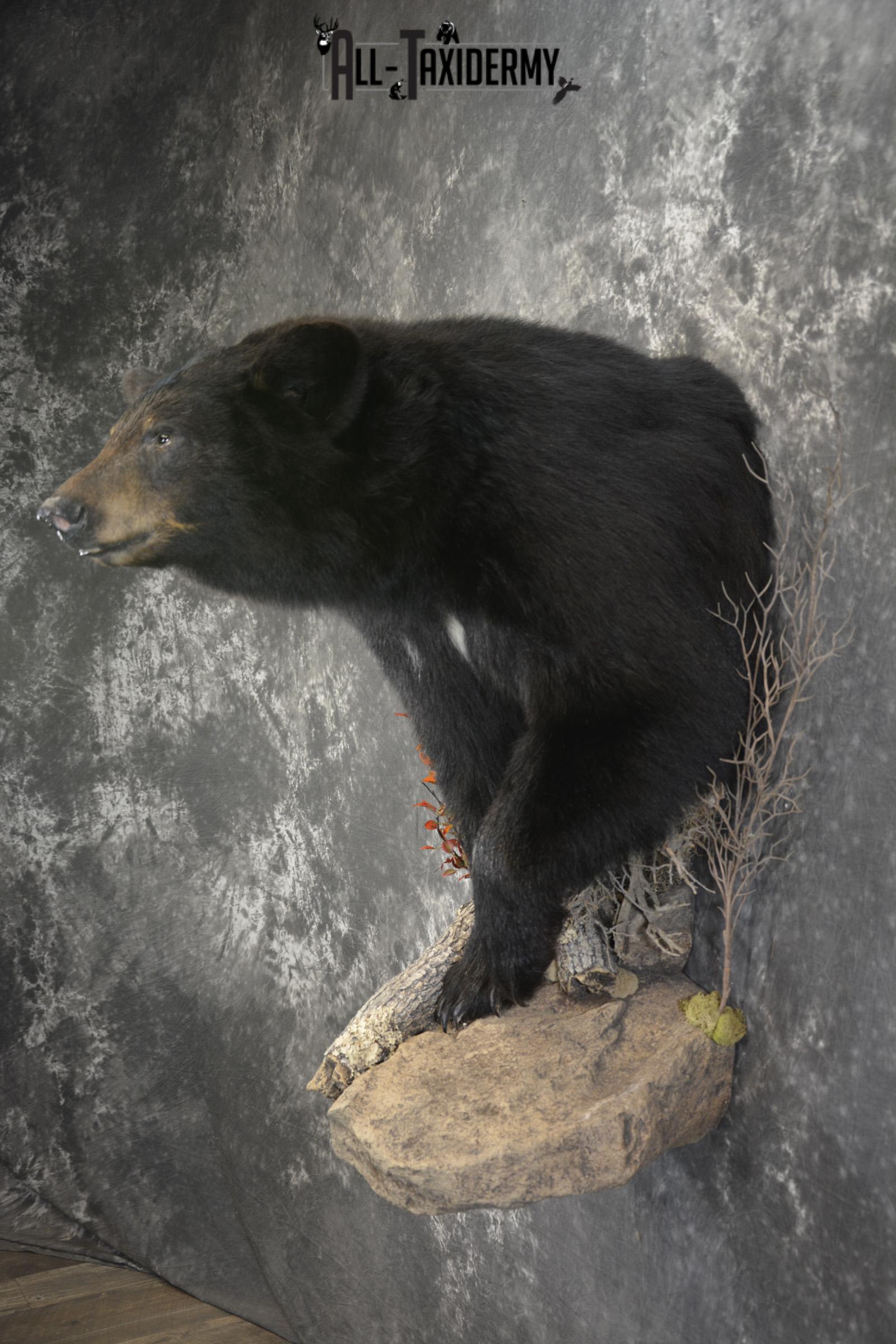 1/2 Body Black Bear taxidermy mount for sale SKU 1994 - Image 9