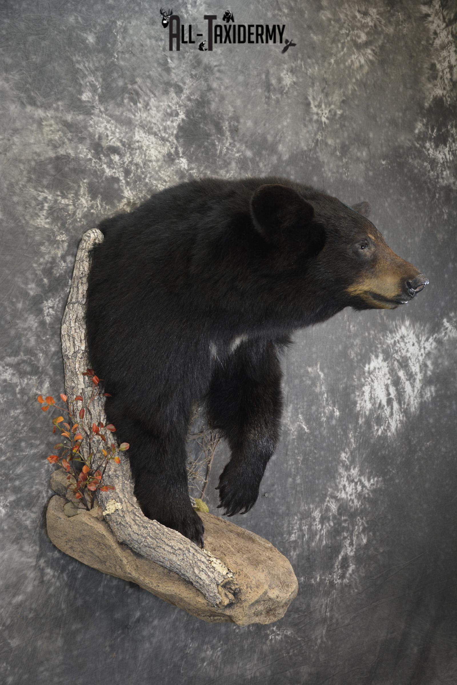 1/2 Body Black Bear taxidermy mount for sale SKU 1994 - Image 8