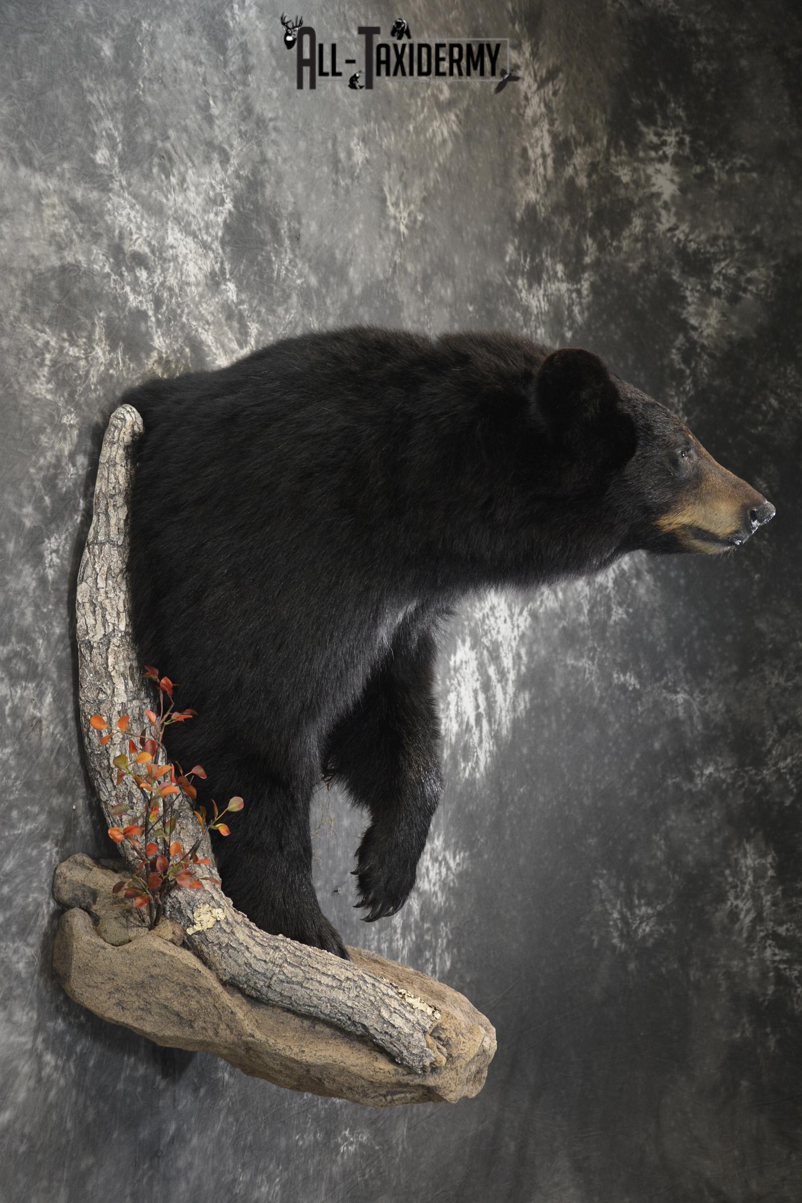 1/2 Body Black Bear taxidermy mount for sale SKU 1994 - Image 7