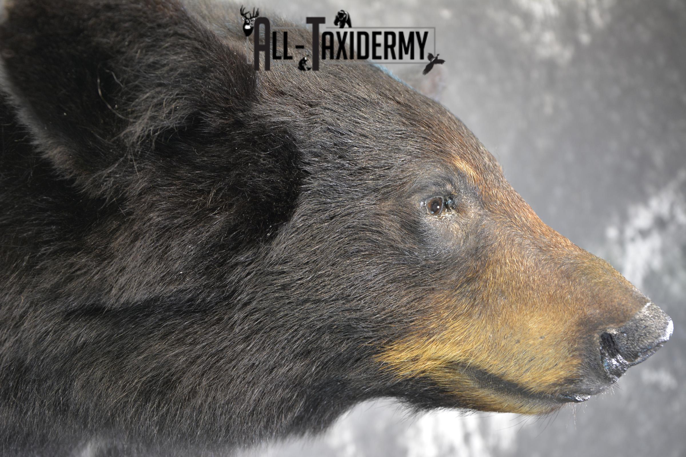 1/2 Body Black Bear taxidermy mount for sale SKU 1994 - Image 6