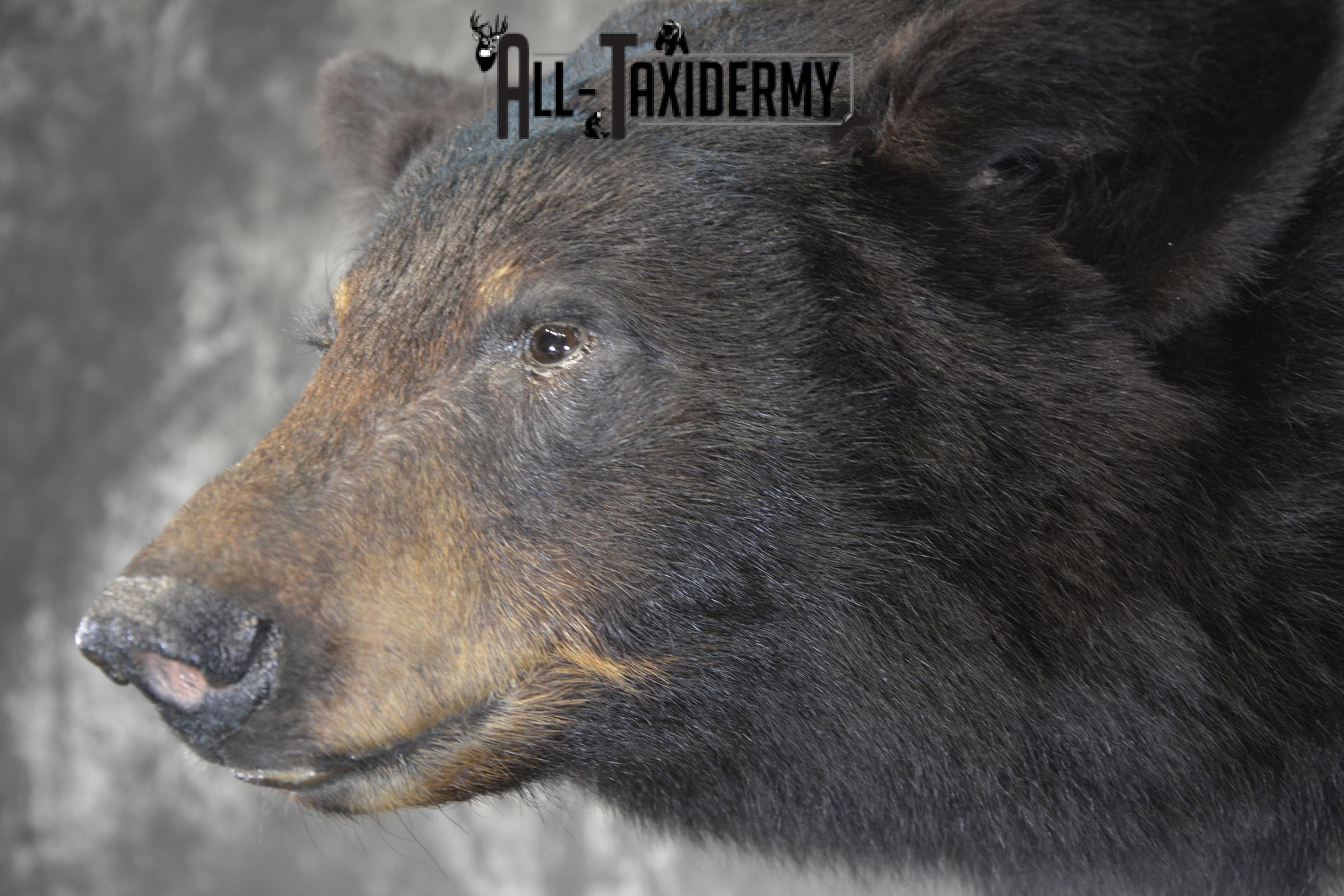 1/2 Body Black Bear taxidermy mount for sale SKU 1994 - Image 5