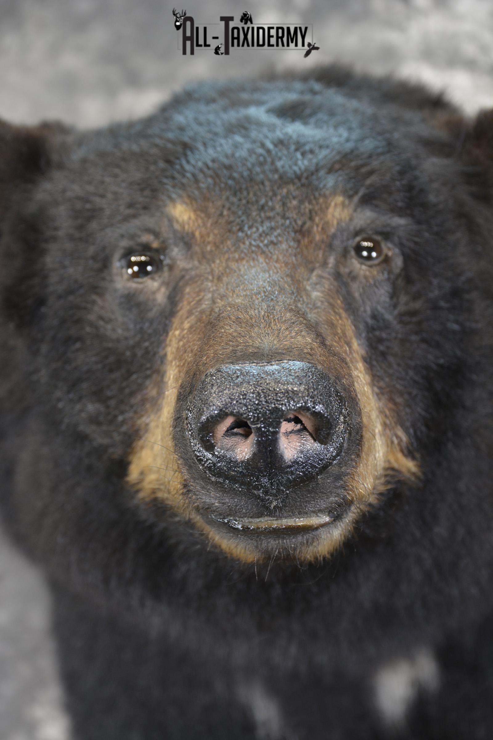 1/2 Body Black Bear taxidermy mount for sale SKU 1994 - Image 4