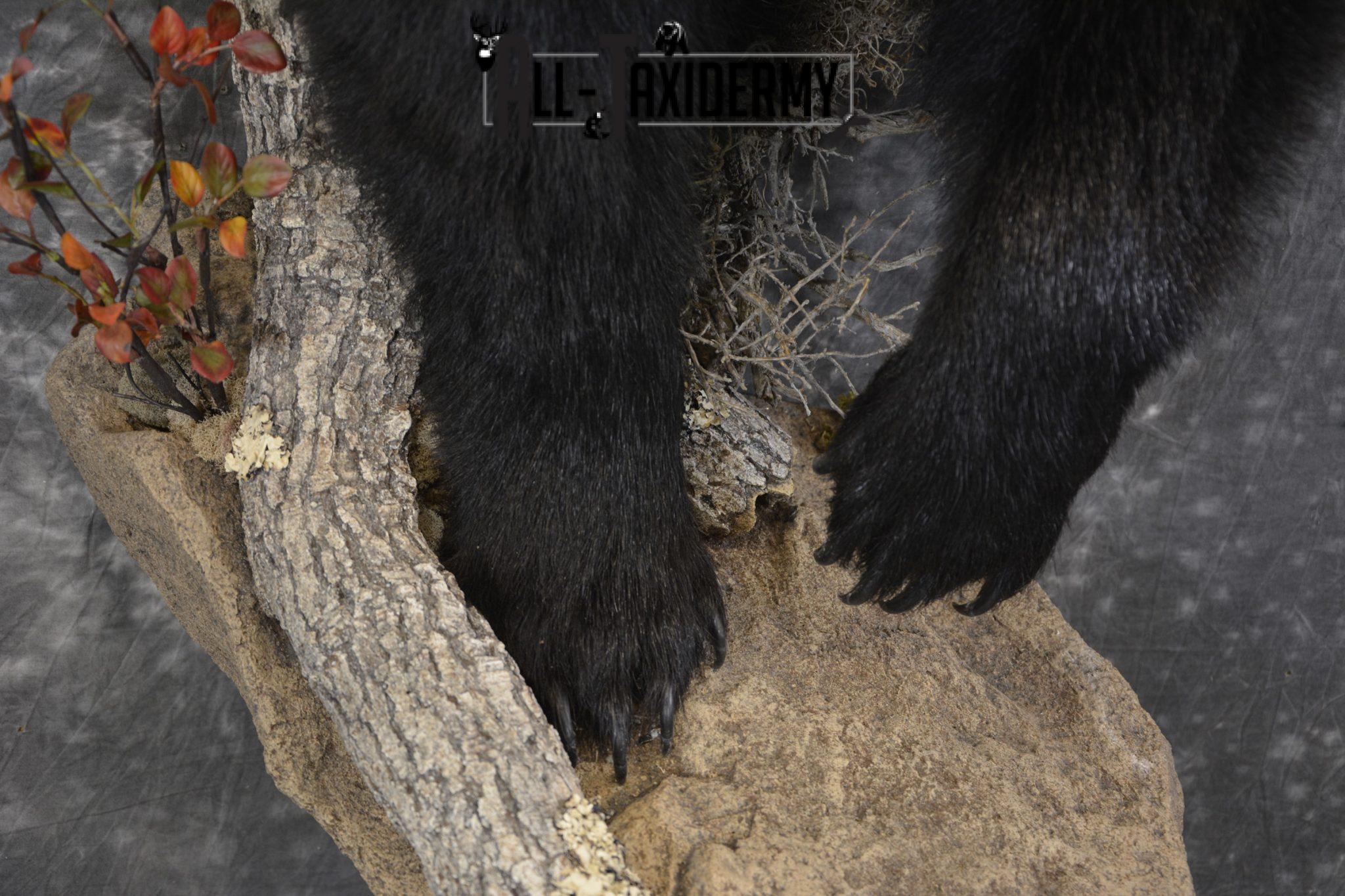 black bear taxidermy for sale