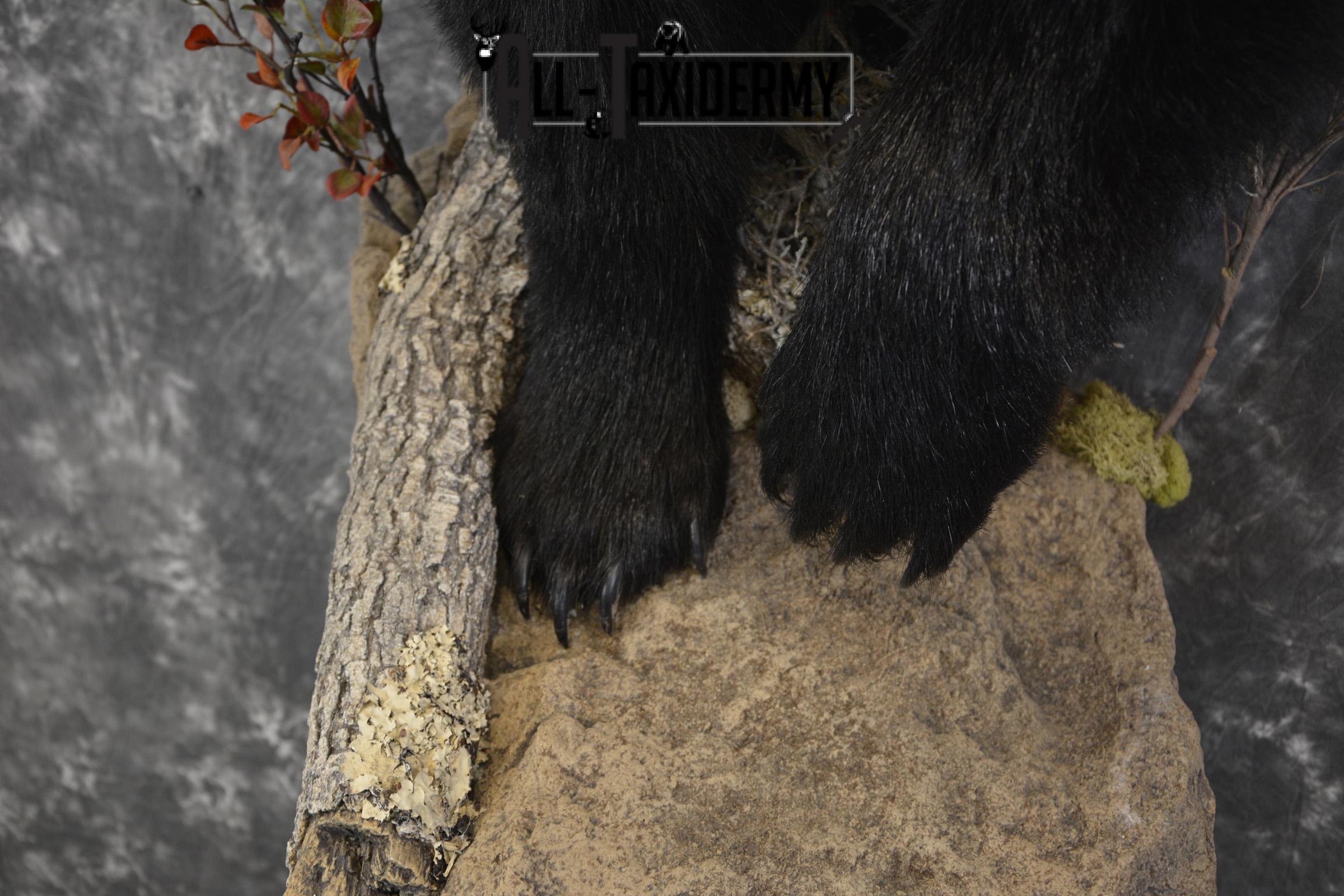 1/2 Body Black Bear taxidermy mount for sale SKU 1994 - Image 2