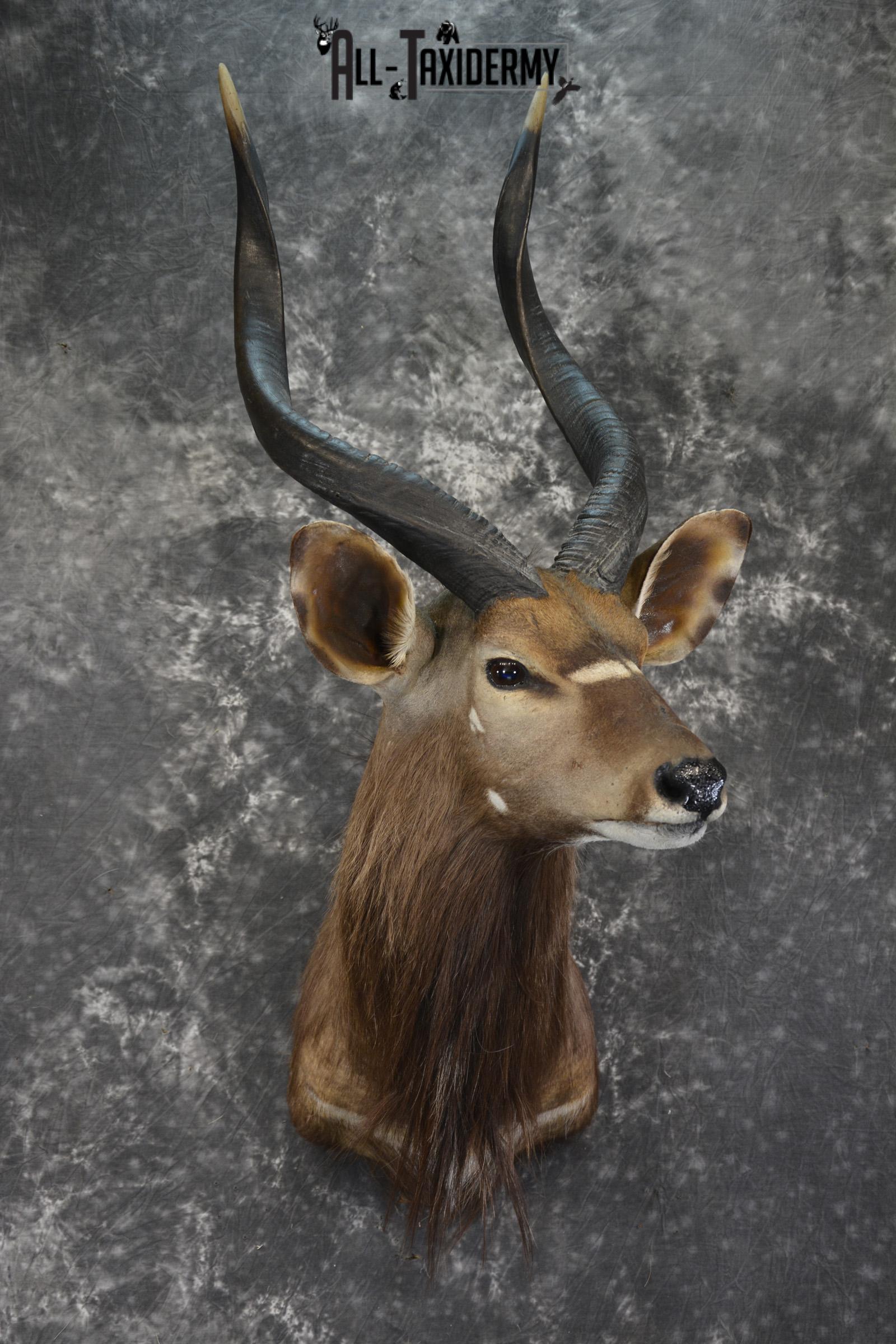 African Nyala taxidermy shoulder mount for sale SKU 1938