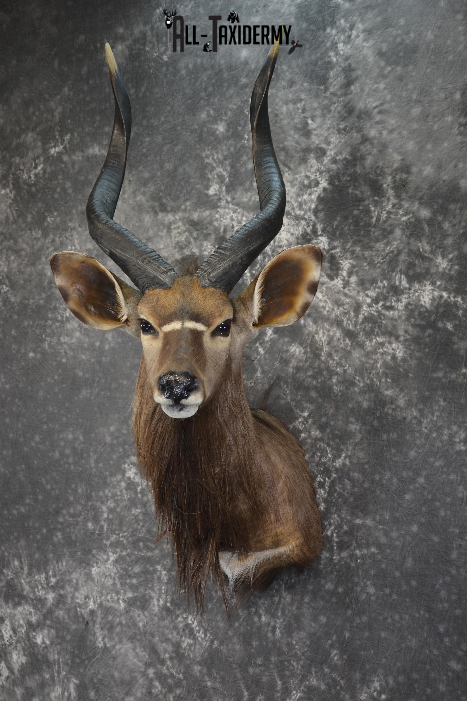African Nyala taxidermy shoulder mount for sale SKU 1938 - Image 5