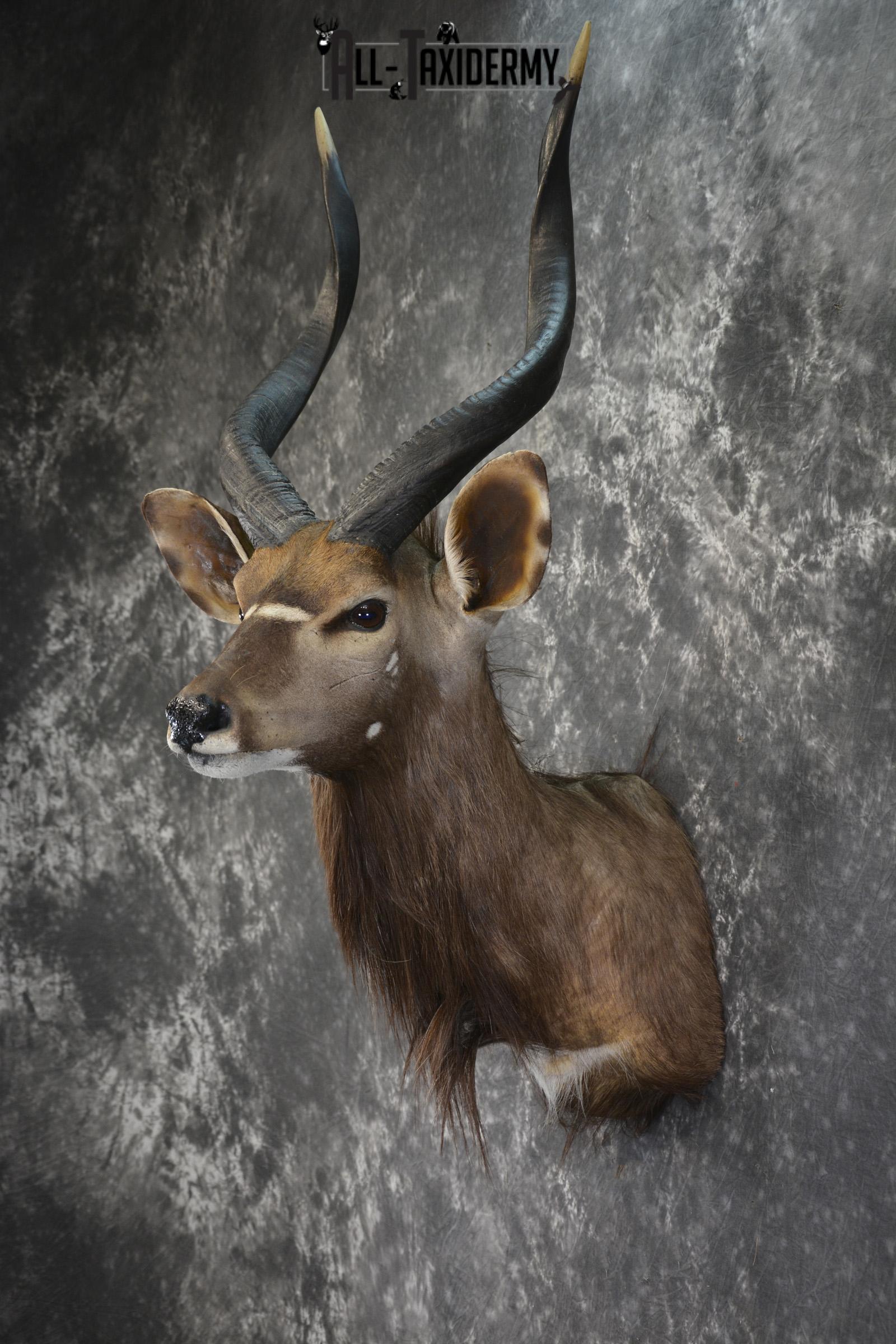 African Nyala taxidermy shoulder mount for sale SKU 1938 - Image 4