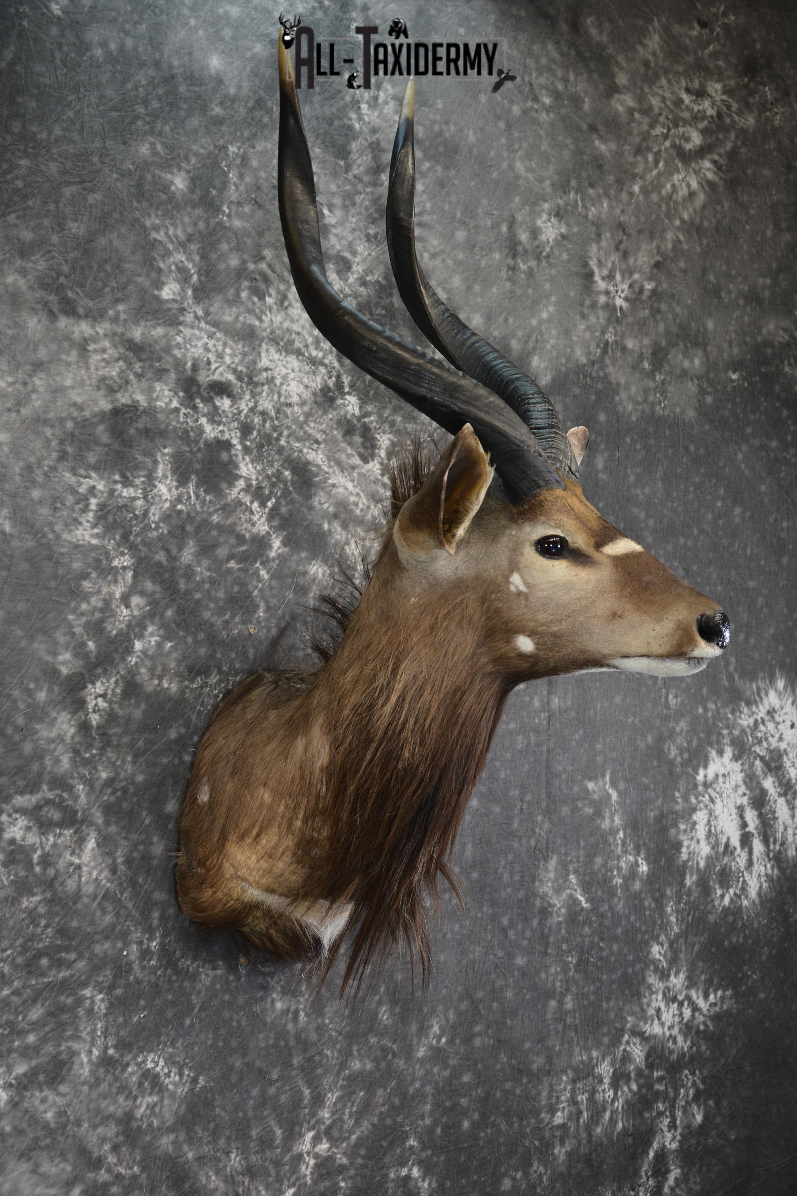African Nyala taxidermy shoulder mount for sale SKU 1938 - Image 3
