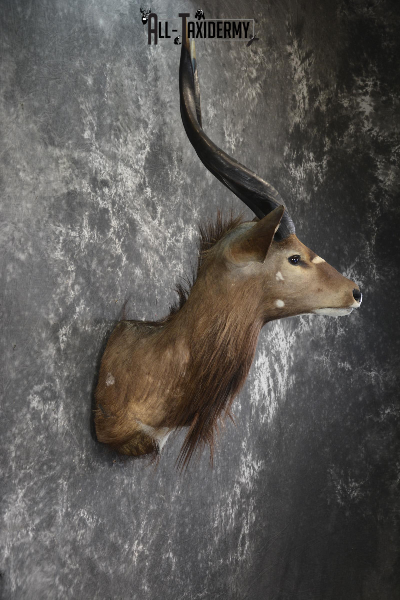 African Nyala taxidermy shoulder mount for sale SKU 1938 - Image 2