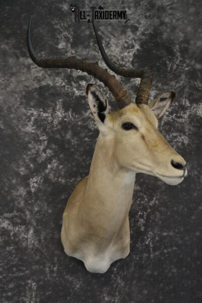 African impala taxidermy shoulder mount for sale SKU 1973