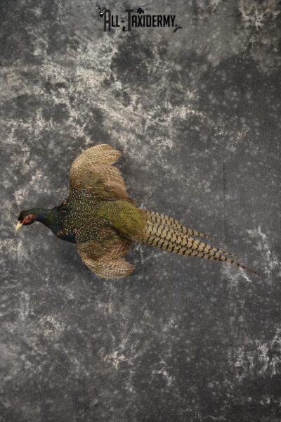 Black Pheasant taxidermy mount for sale SKU 1980
