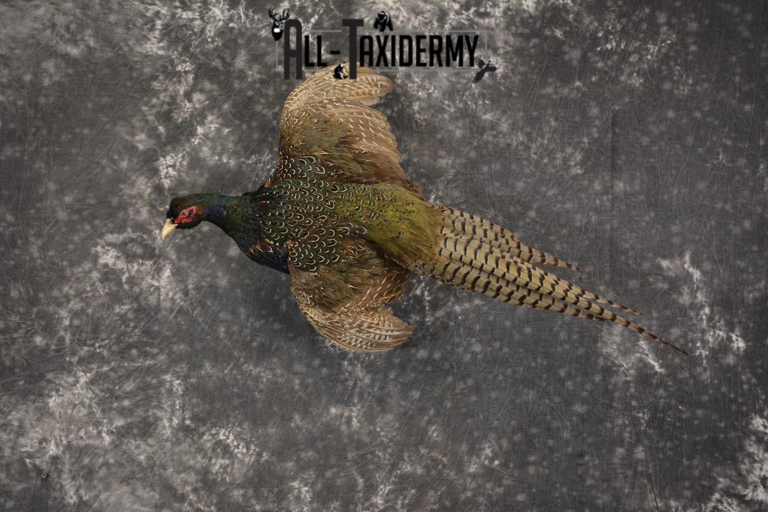 Black Pheasant taxidermy mount for sale SKU 1980 - All Taxidermy