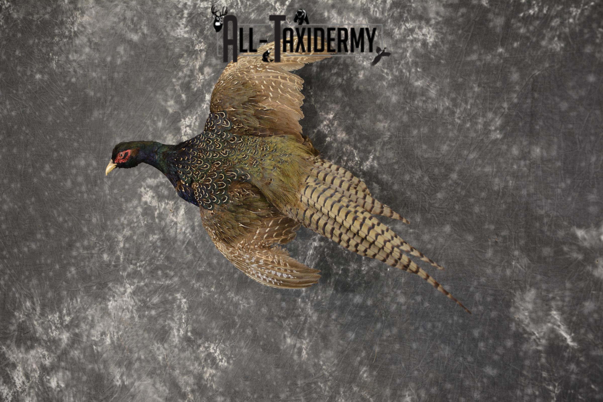 Black Pheasant taxidermy mount for sale SKU 1980 - Image 4