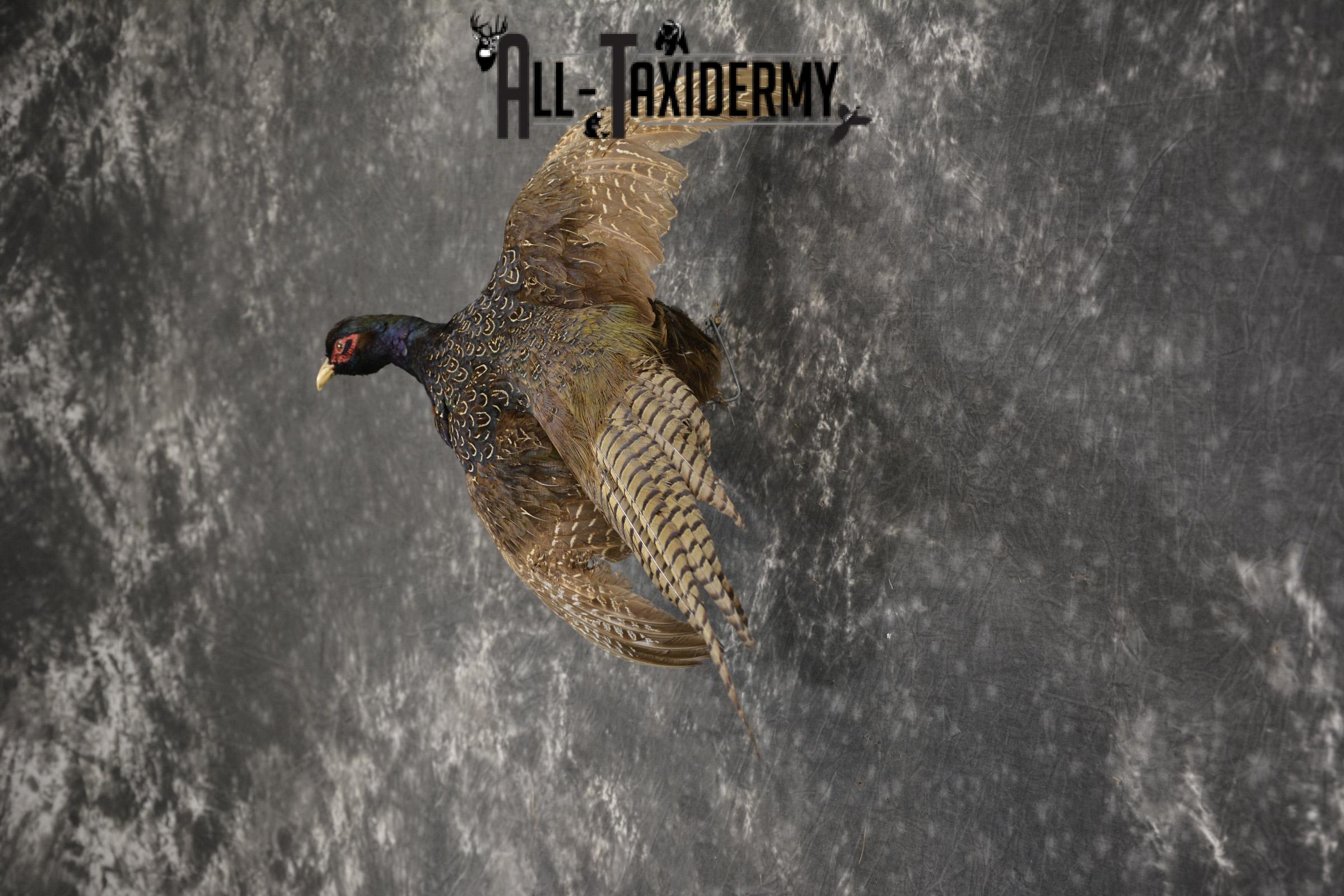 Black Pheasant taxidermy mount for sale SKU 1980 - Image 3
