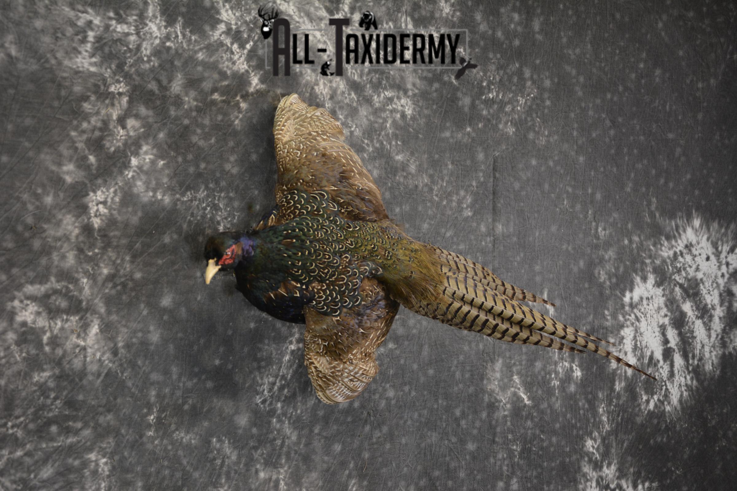 Black Pheasant taxidermy mount for sale SKU 1980 - Image 2