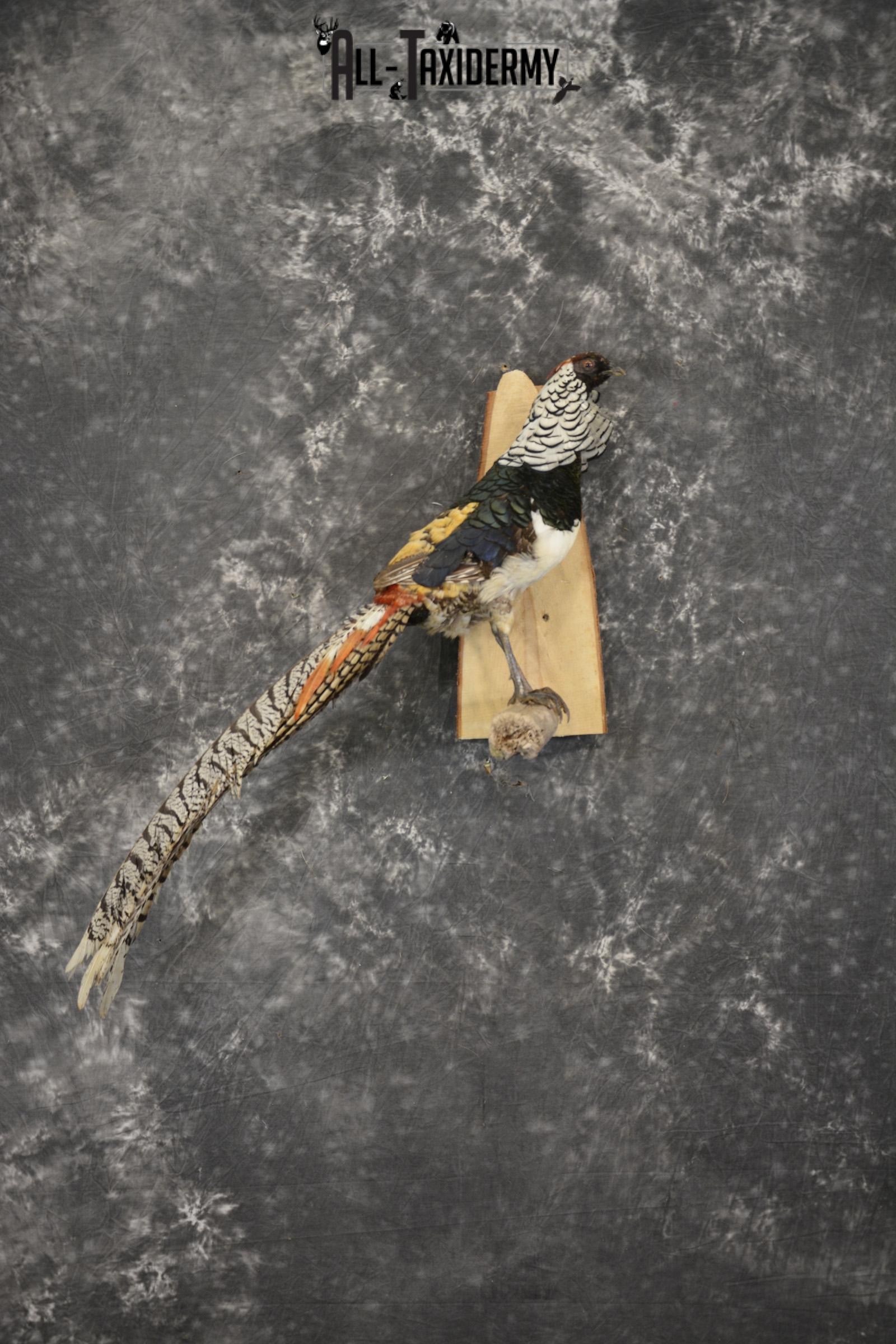 Lady Amherst Pheasant taxidermy mount for sale SKU 1979