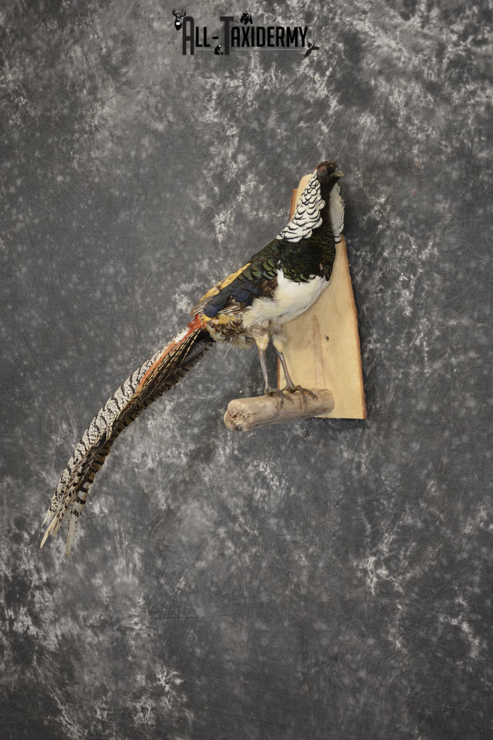 Lady Amherst Pheasant taxidermy mount for sale SKU 1979 - Image 6