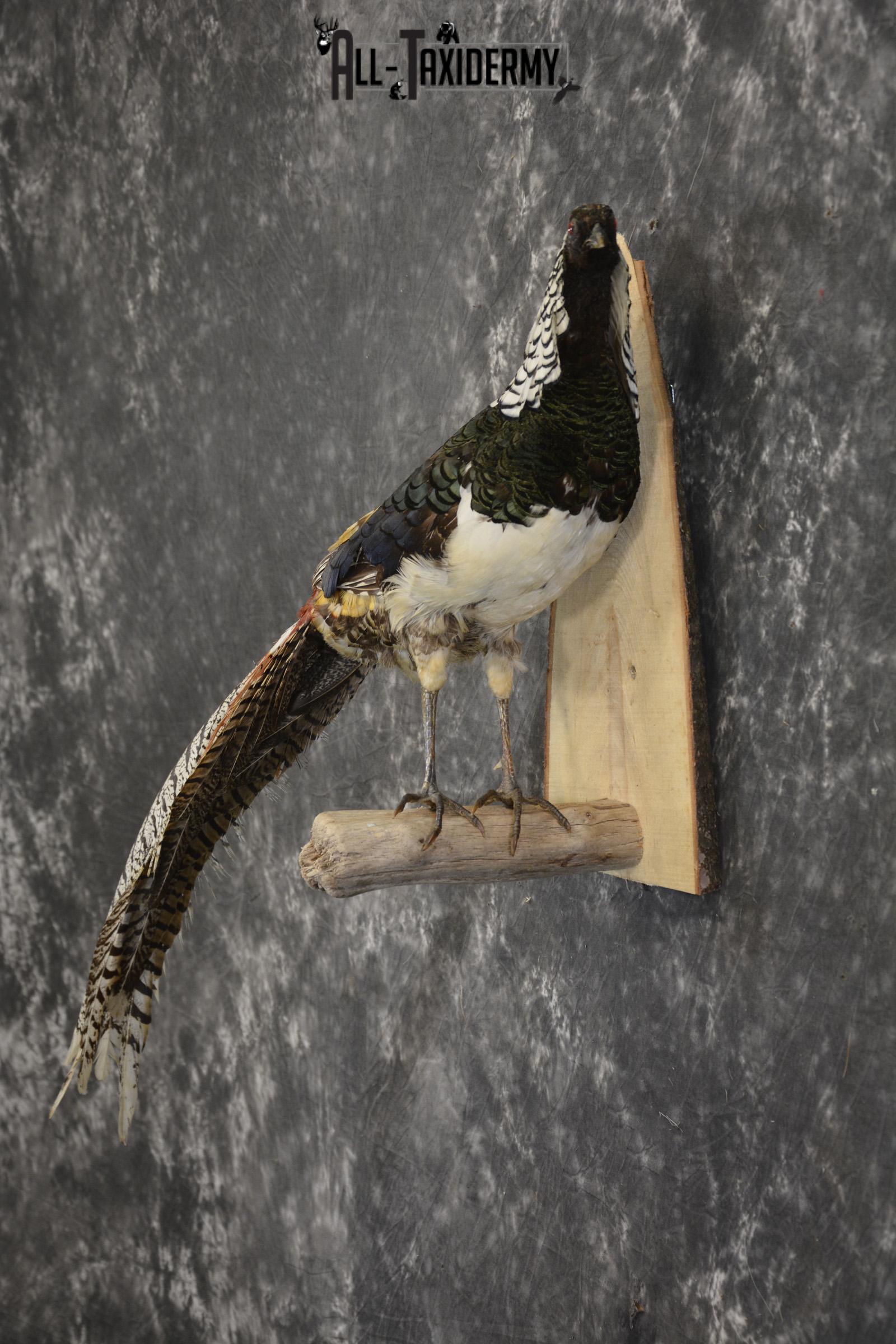 Lady Amherst Pheasant taxidermy mount for sale SKU 1979 - Image 5