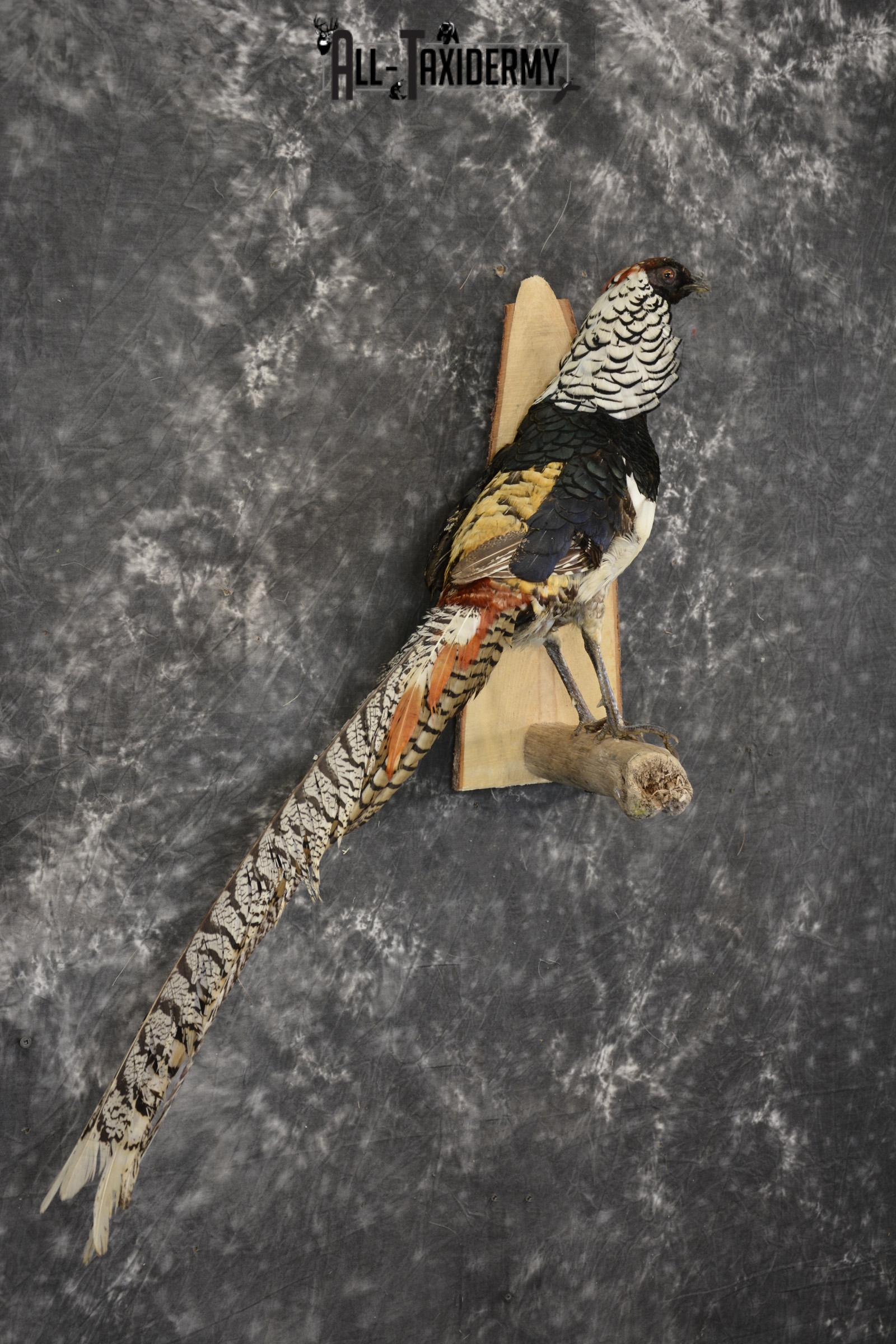 Lady Amherst Pheasant taxidermy mount for sale SKU 1979 - Image 4